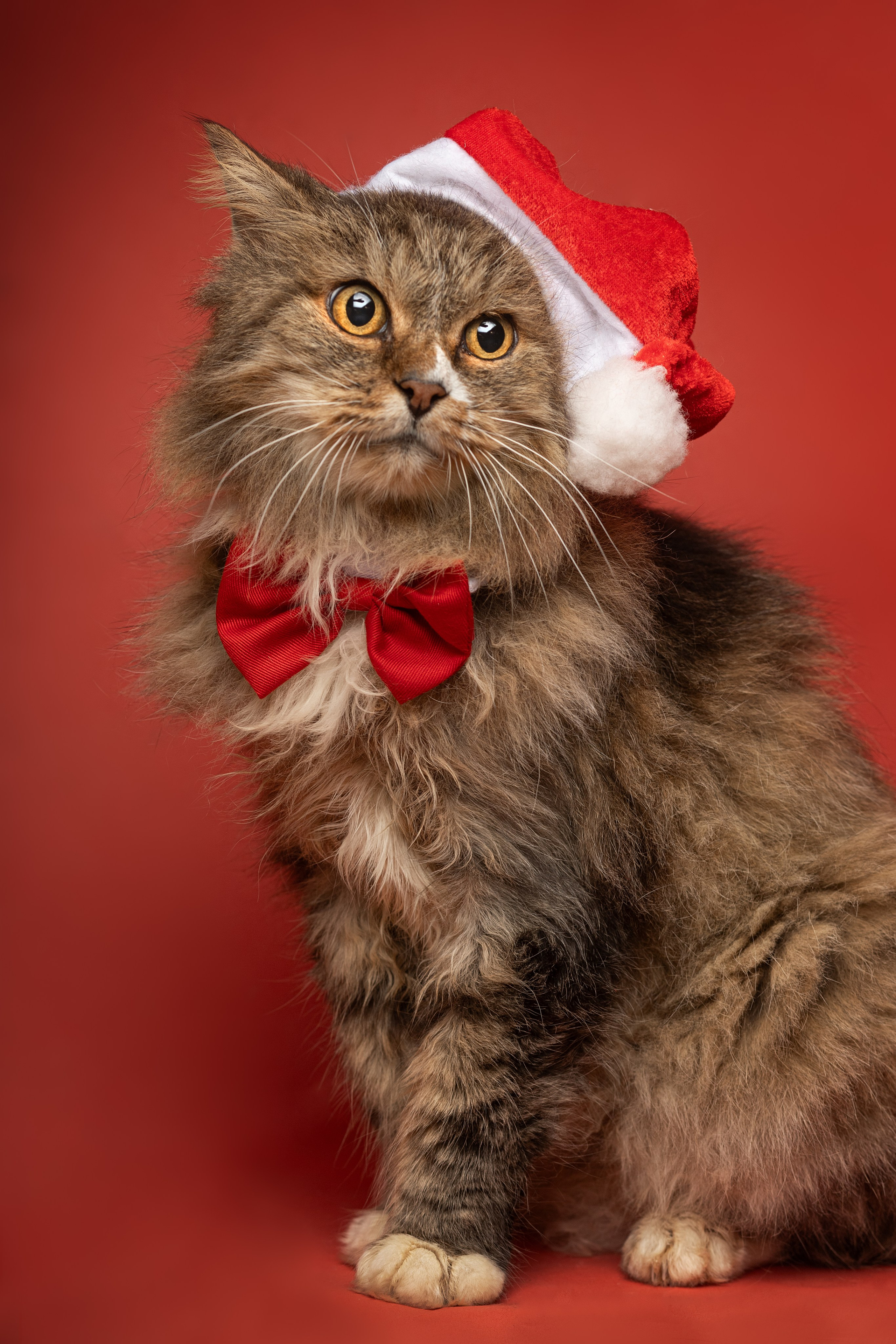 Коты. Фотограф Демид Никитин. г. Дубна, Москва