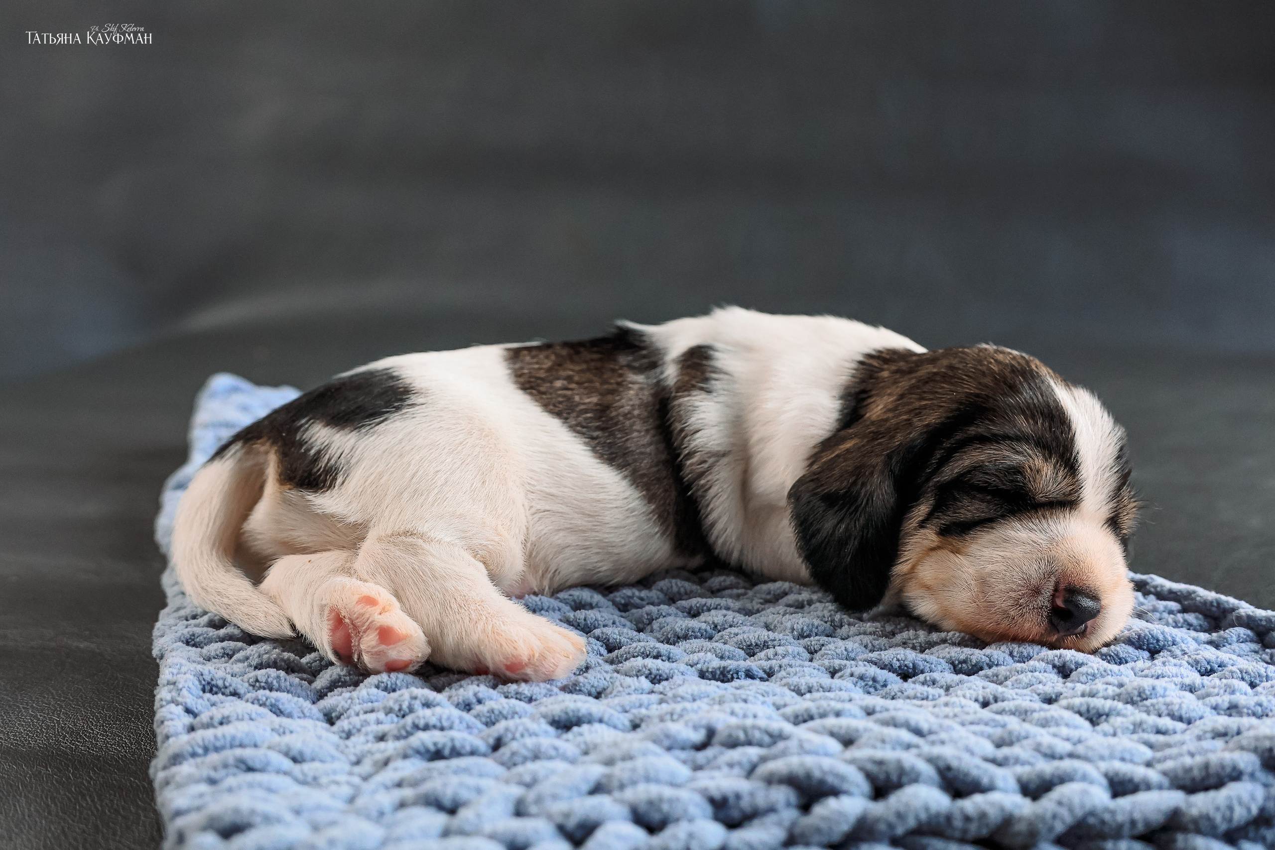 Малые вандейские бассет гриффоны. PVBG. Petit vandeen basset griffon, щенки в новосибирске. Питомник White Rivendel
