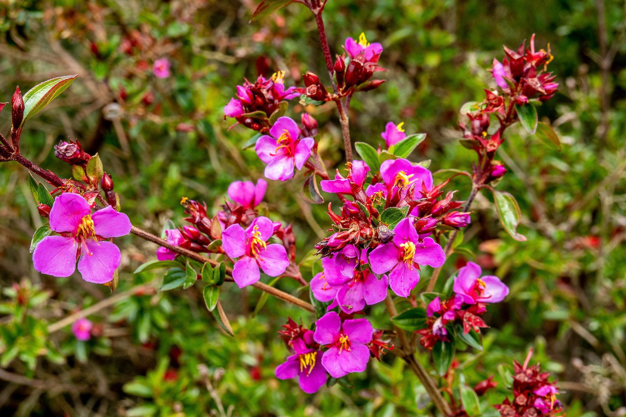 Монги (Mongui). Колумбия (Colombia). Фотограф Алексей Скоробогатько
