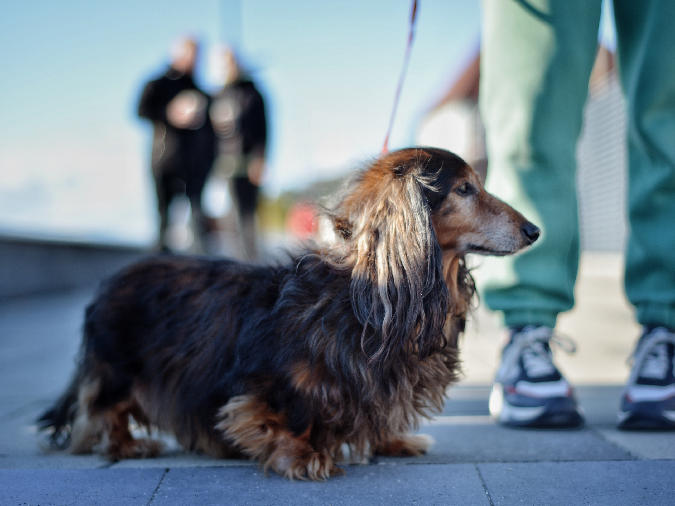 Животные. Фотограф • Елена Миронова