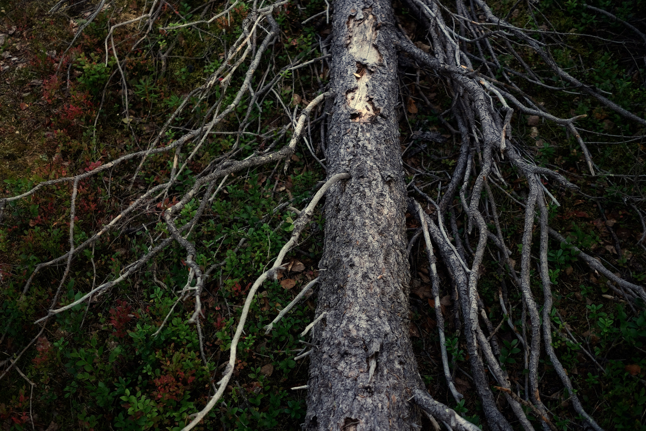 Мурманская область. Фотограф Евгений Андреев
