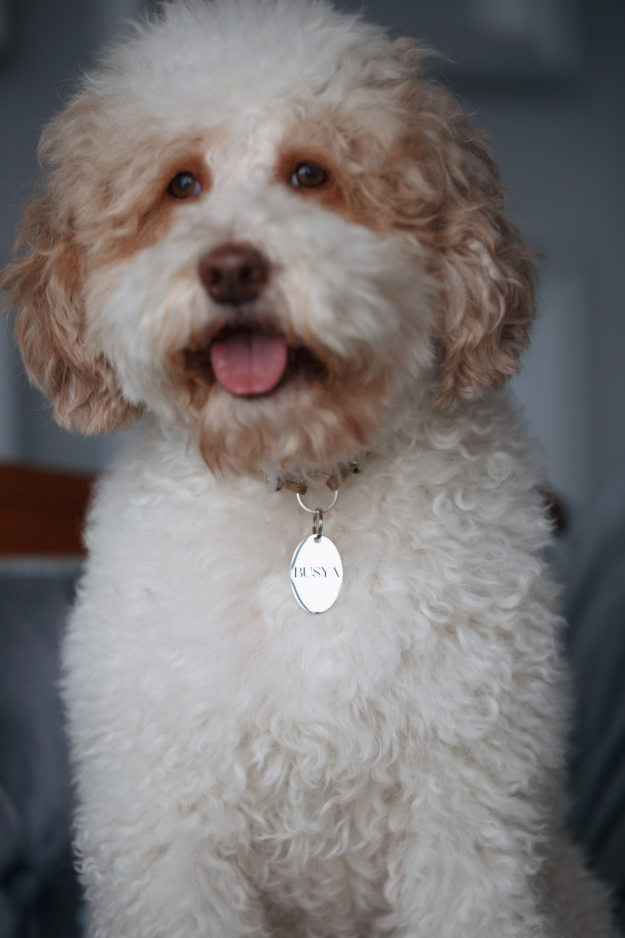 Bmbh лежанки и адресники. Фотограф анималист Кристина Карпова, Москва