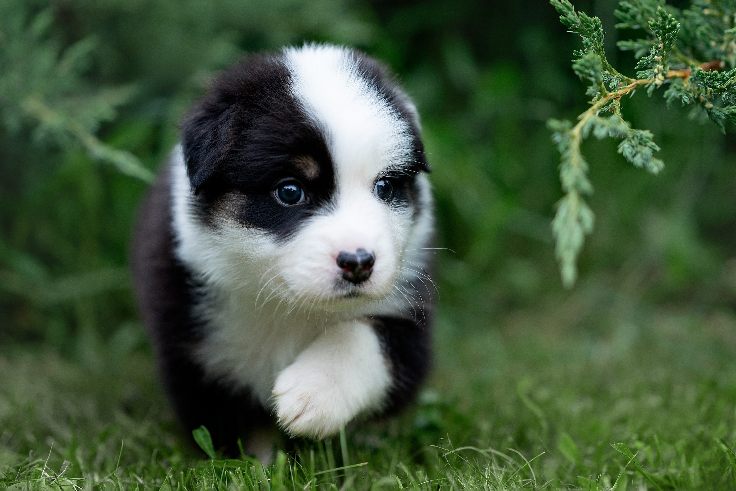Заводчик Елизавета Степанова. Творческий фотограф Вологда