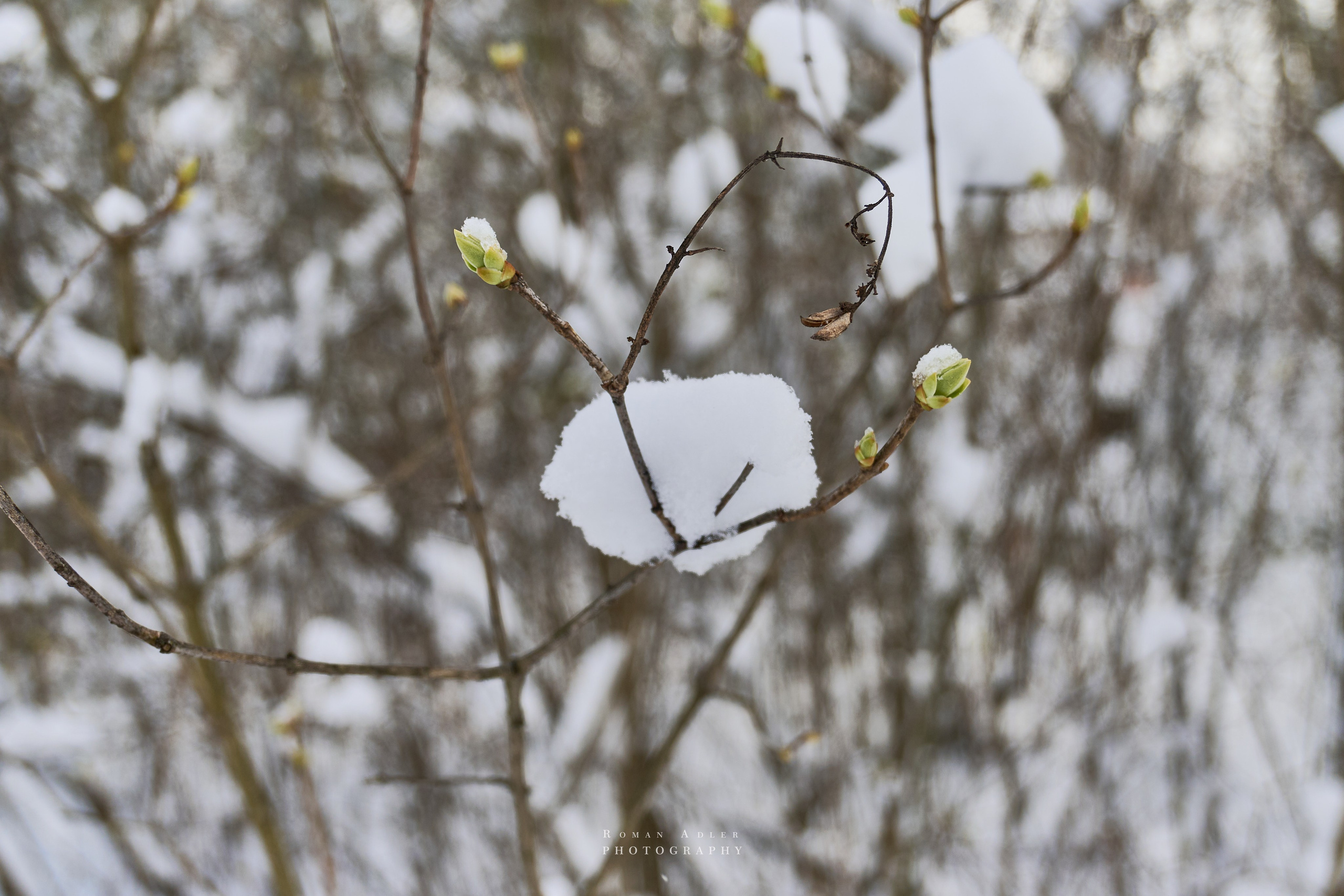 Апрельский снег. Москва 2025. Фотограф Роман Адлер