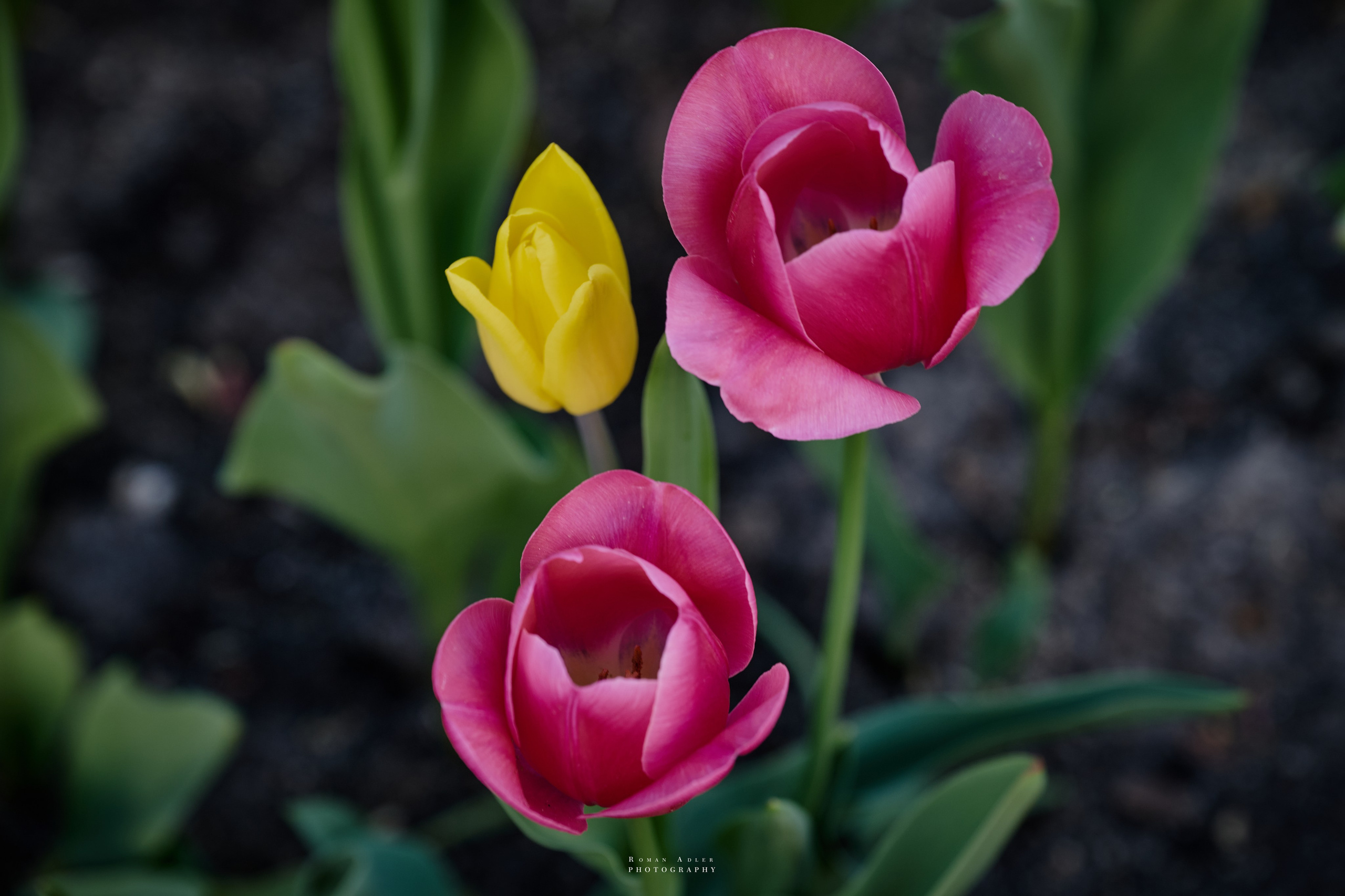 Орел. Апрель 2024. Фотограф Роман Адлер