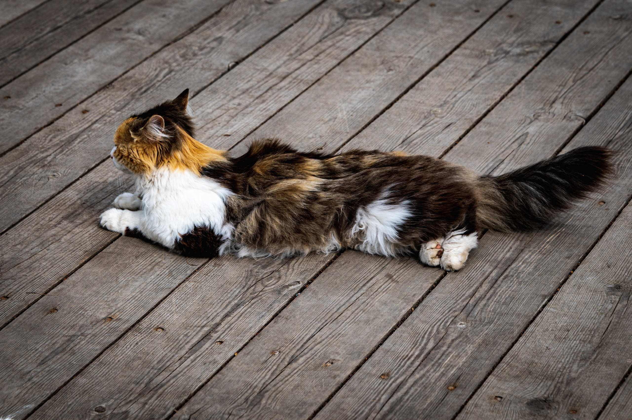 Суздаль. Май 2023. Фотограф Роман Адлер