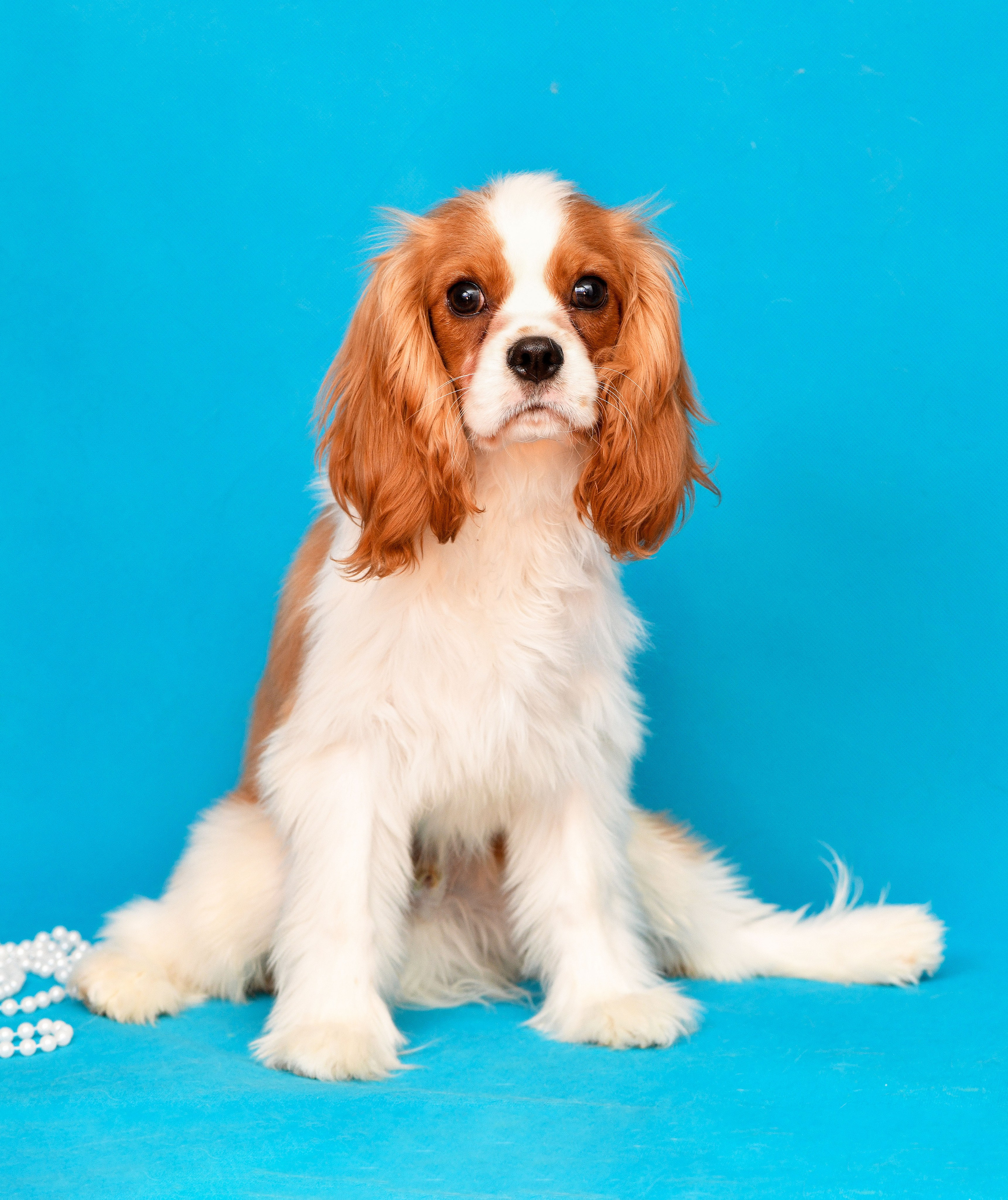 Съёмка животных для продажи. Свадебный и портретный фотограф в Москве Галина Борисова