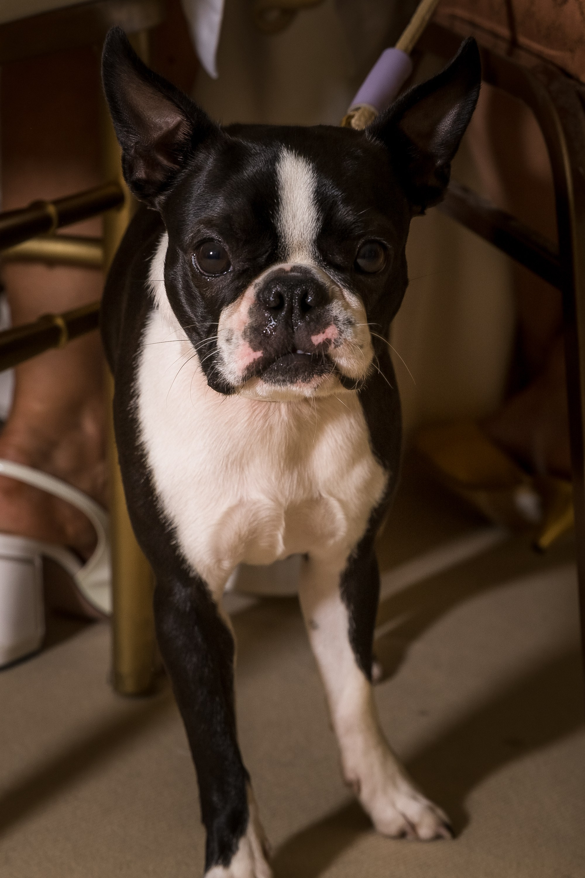 Частный Юбилей Наталья Москоу Кантри Клаб. Репортажный Фотограф Александр Назаров. Москва и М.О