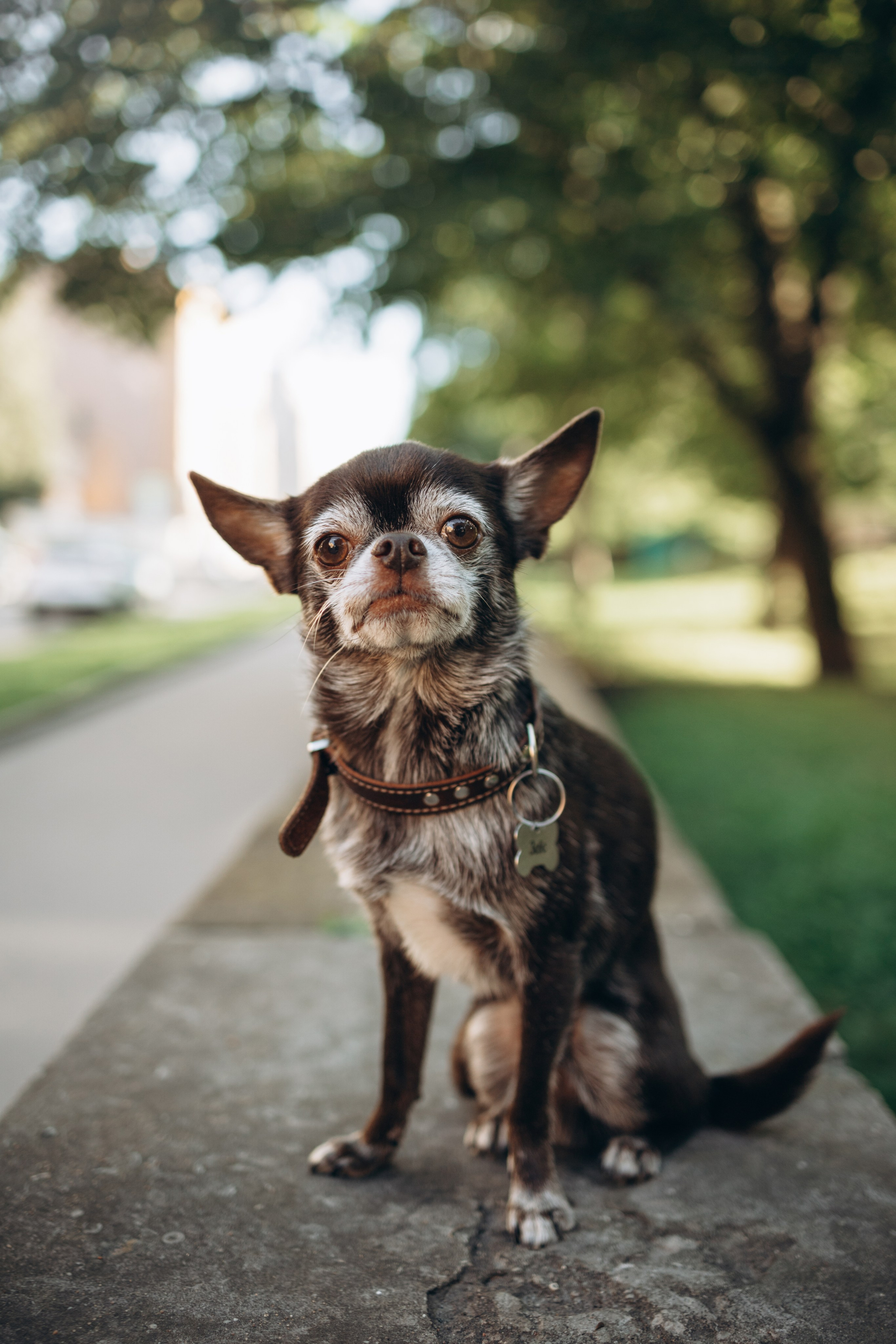 Даша и ее мальчики. Фотограф — Анималист | Санкт-Петербург