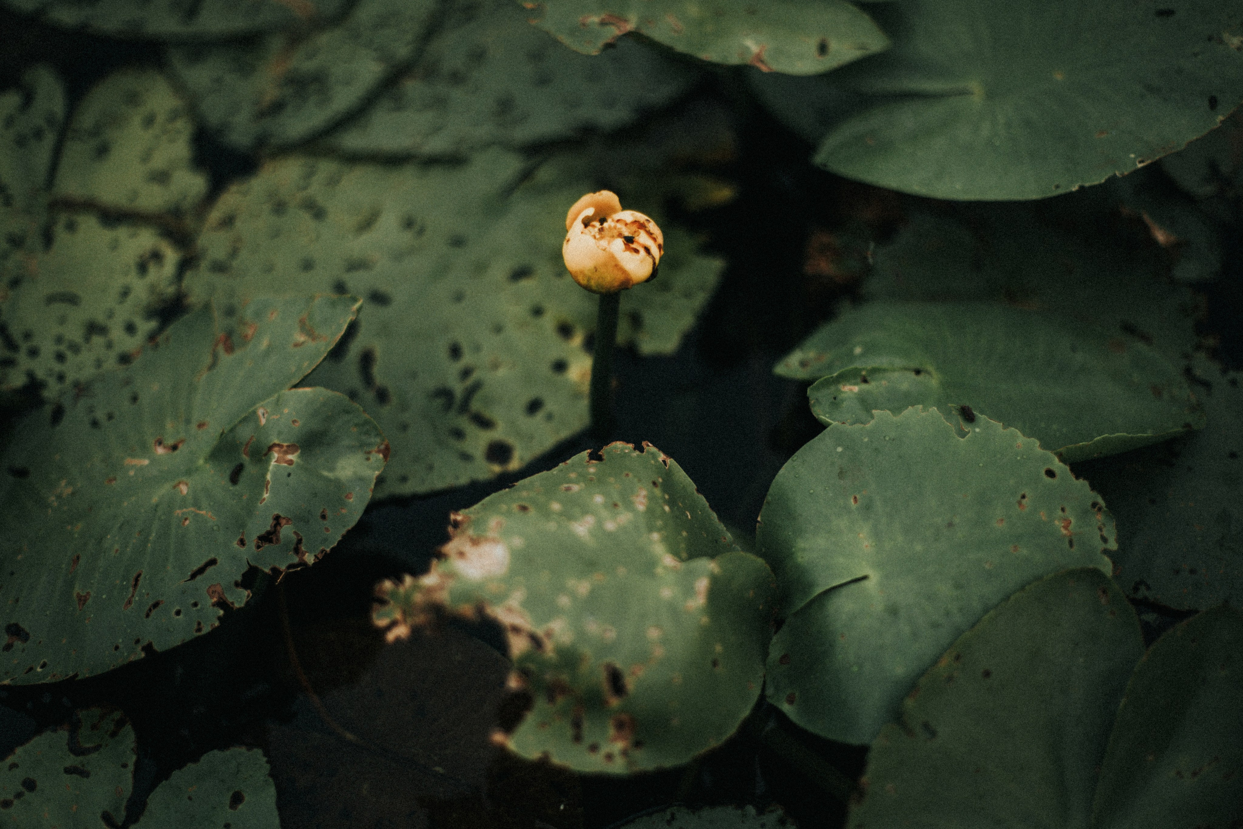 Есенин у реки. Фотограф в Нижнем Новгороде