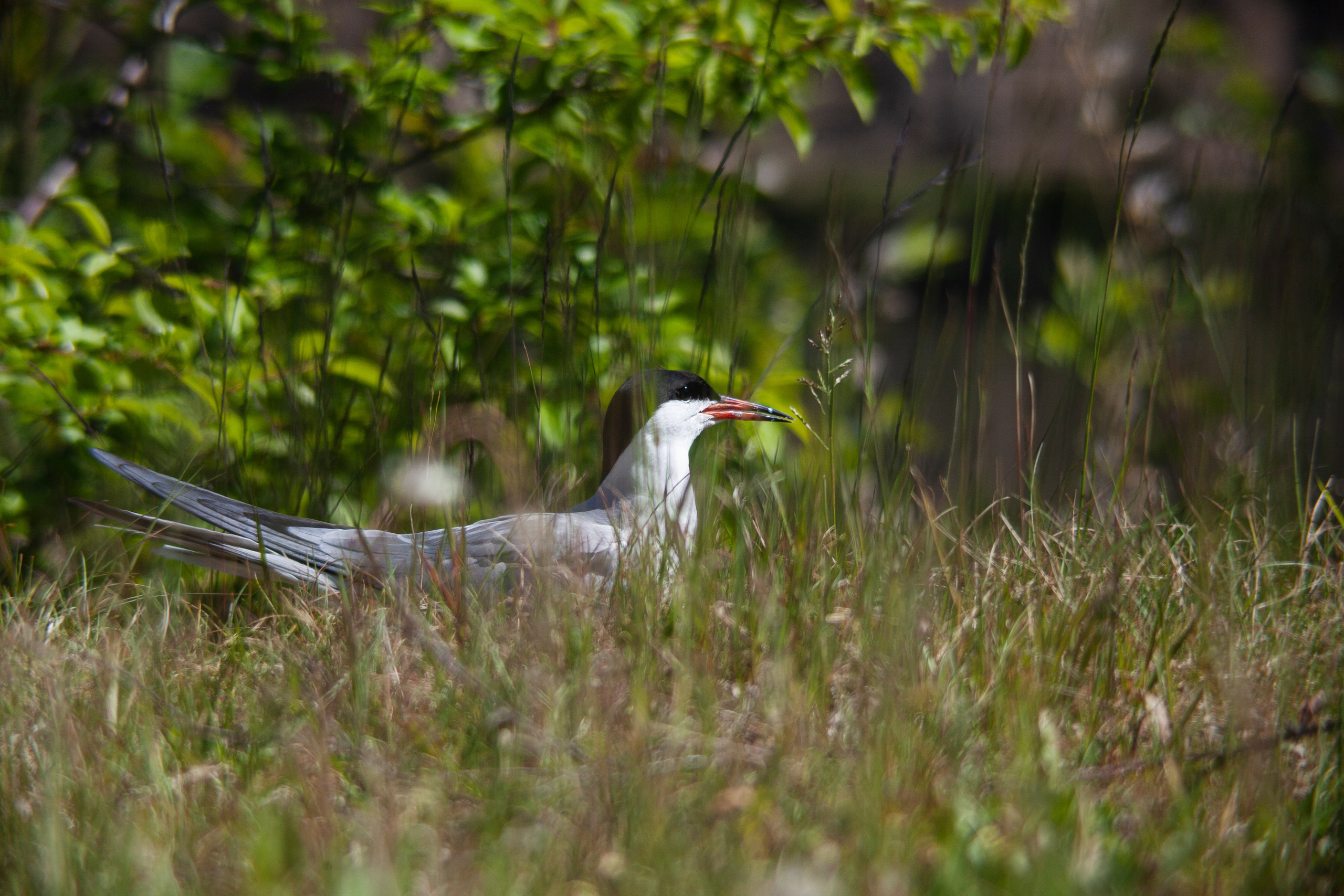 Крачки. Фотограф Адигамова Юлия в Петербурге
