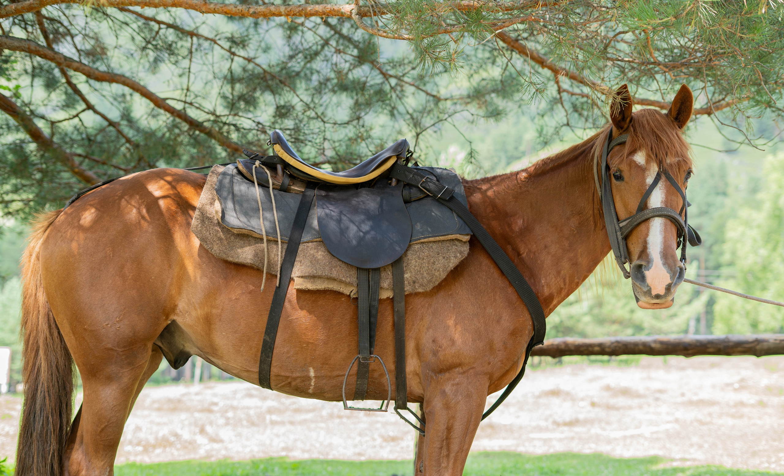 Фотосессия на природе Новосибирск Краснообск