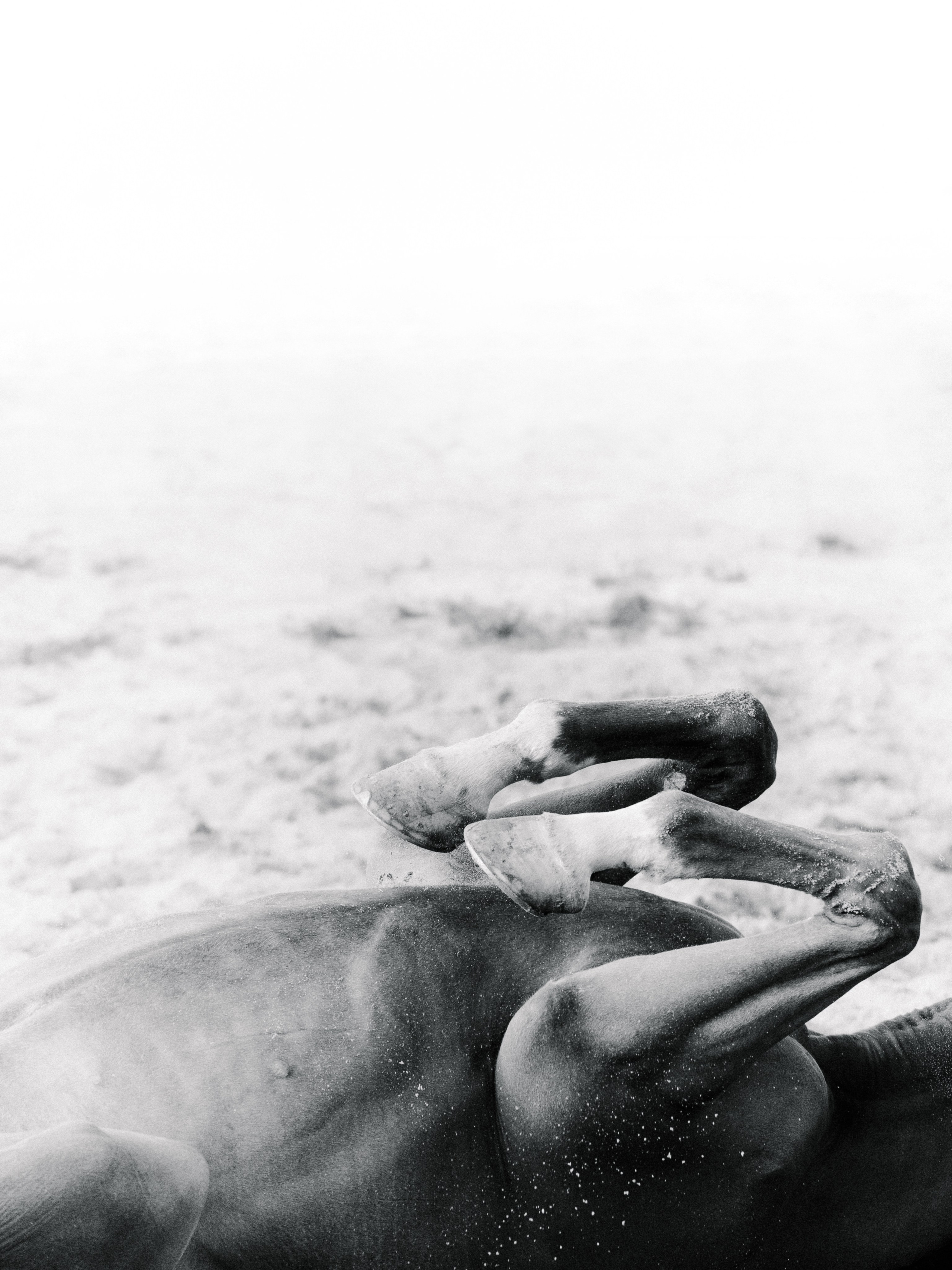 Съёмка лошадей/чб. Конный фотограф в Калининграде Елена Курбатова