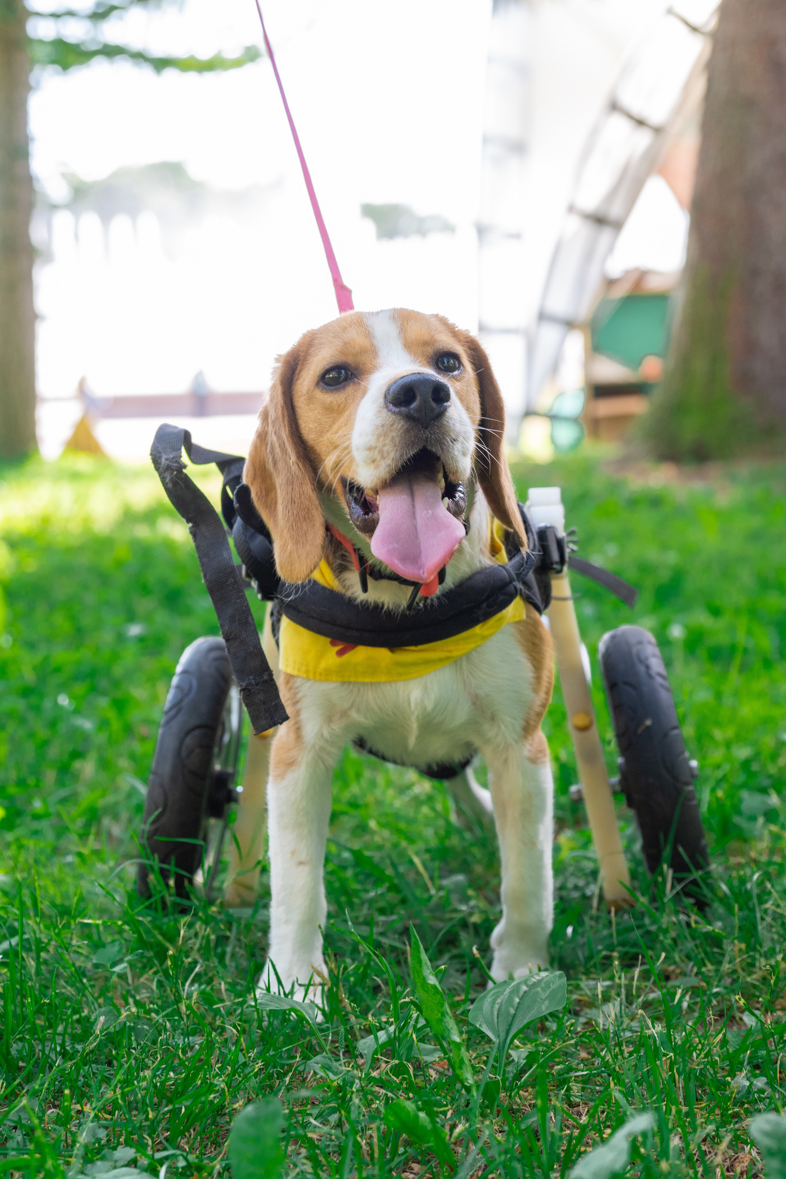 Портреты питомцев. Фотограф в Санкт-Петербурге Александра Ладыгина