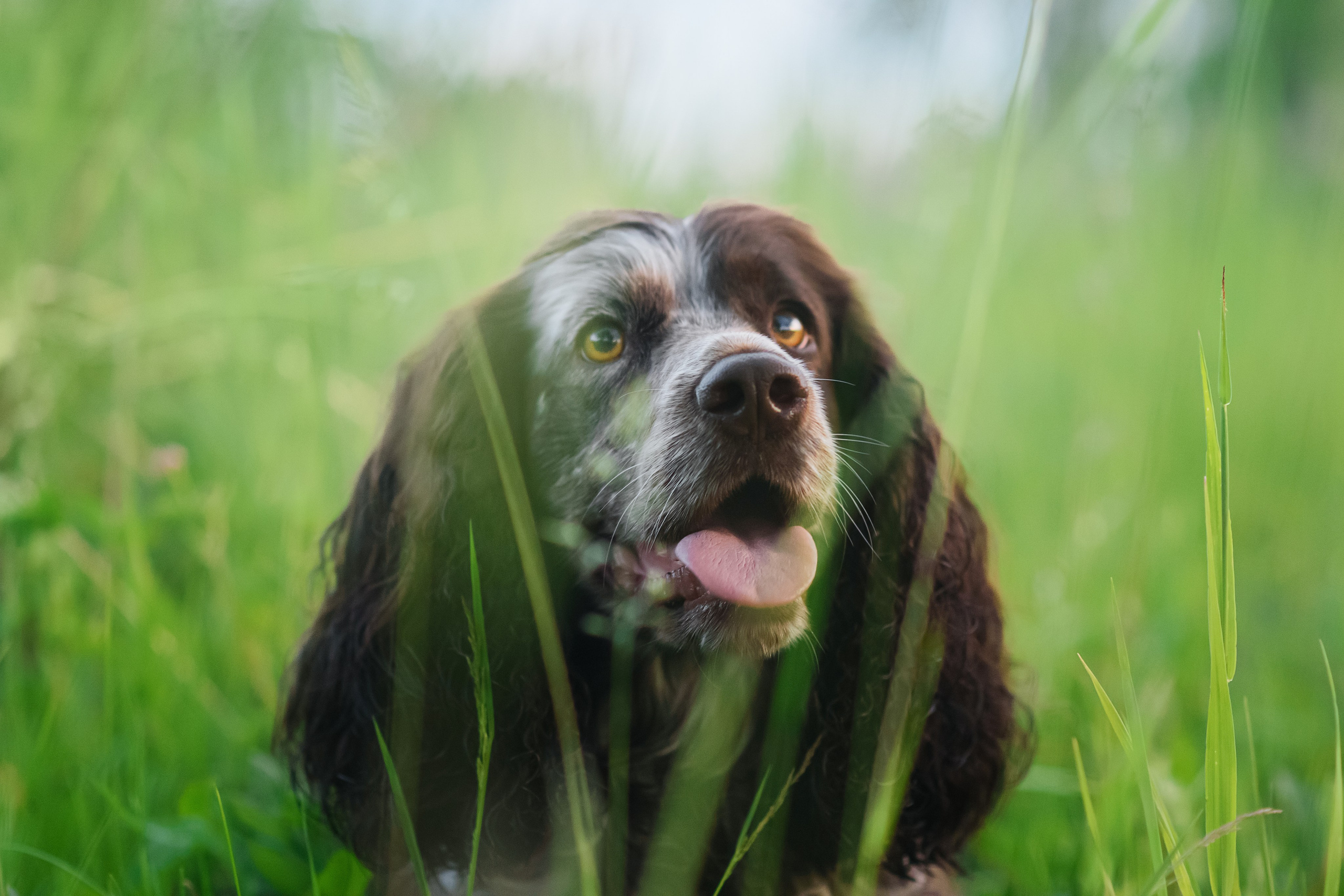 Света и Рей — 09.06.2024. Фотограф — Анималист | Анна Абрамова