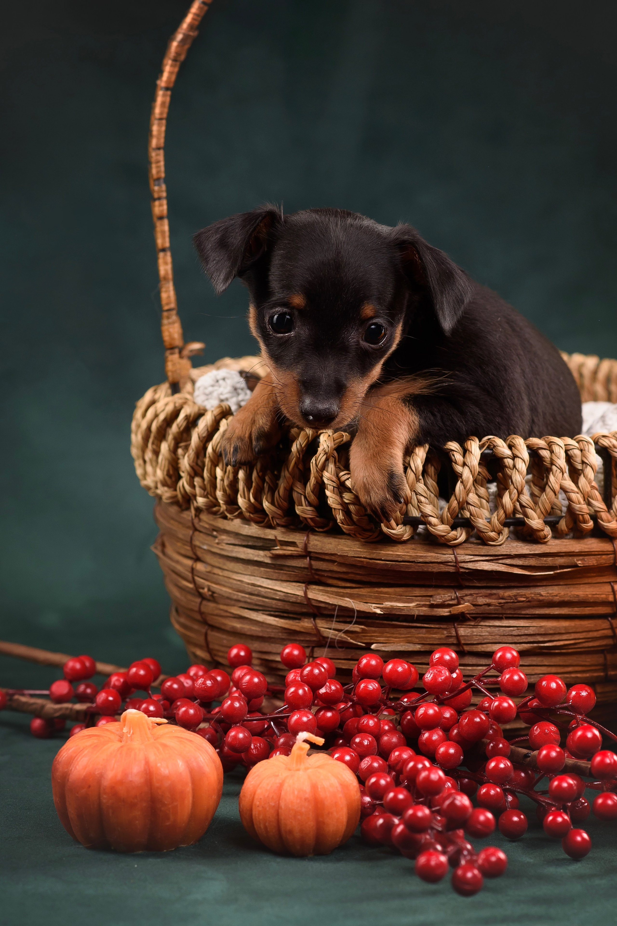 Щенки Пражского крысарика — 19.10.2025. Фотограф — Анималист | Анна Абрамова