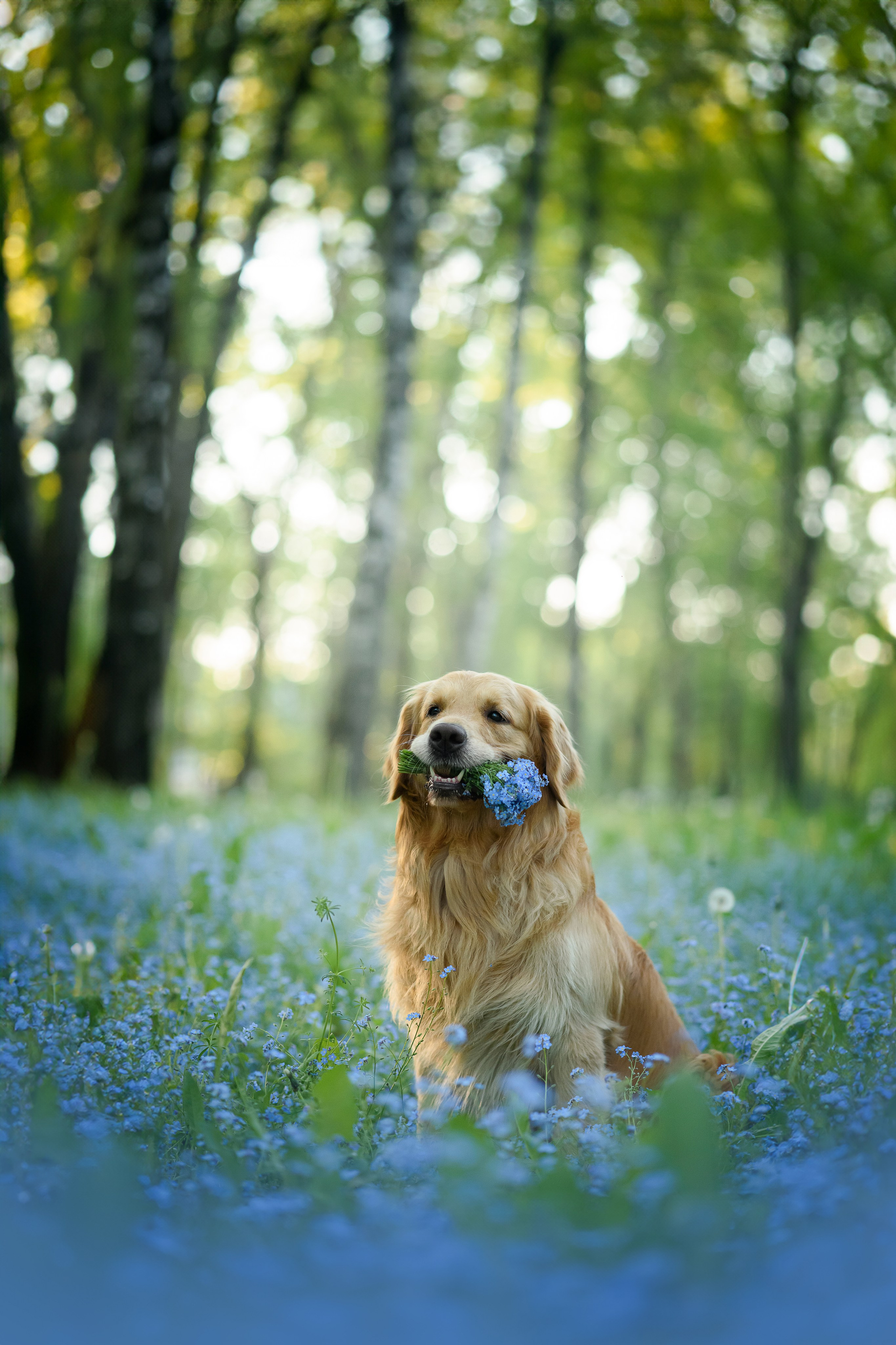 Степа, Йоки и Мята — 29.05.2024. Фотограф — Анималист | Анна Абрамова