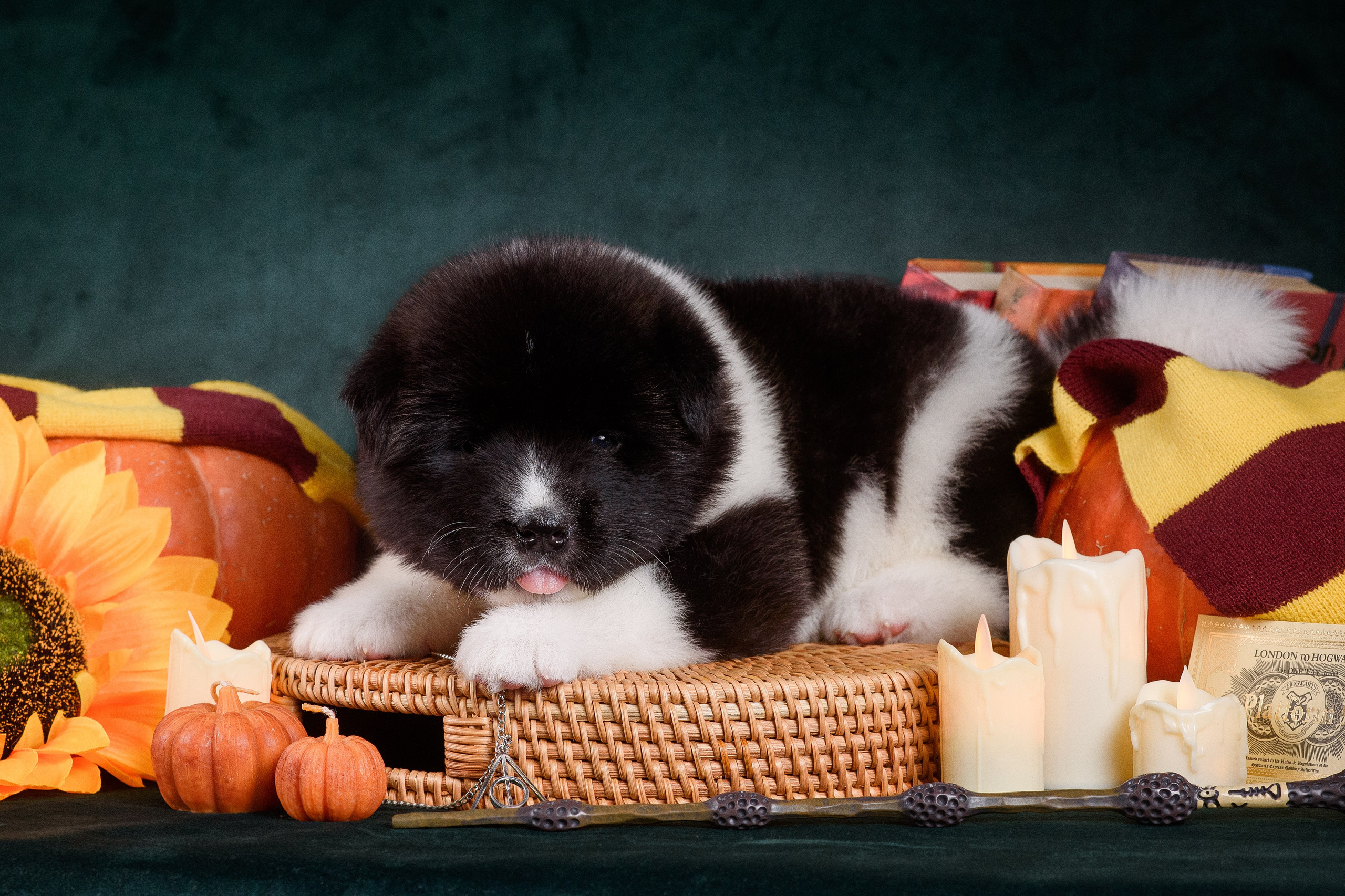 Щенки Американской Акиты — 04.11.2024. Фотограф — Анималист | Анна Абрамова