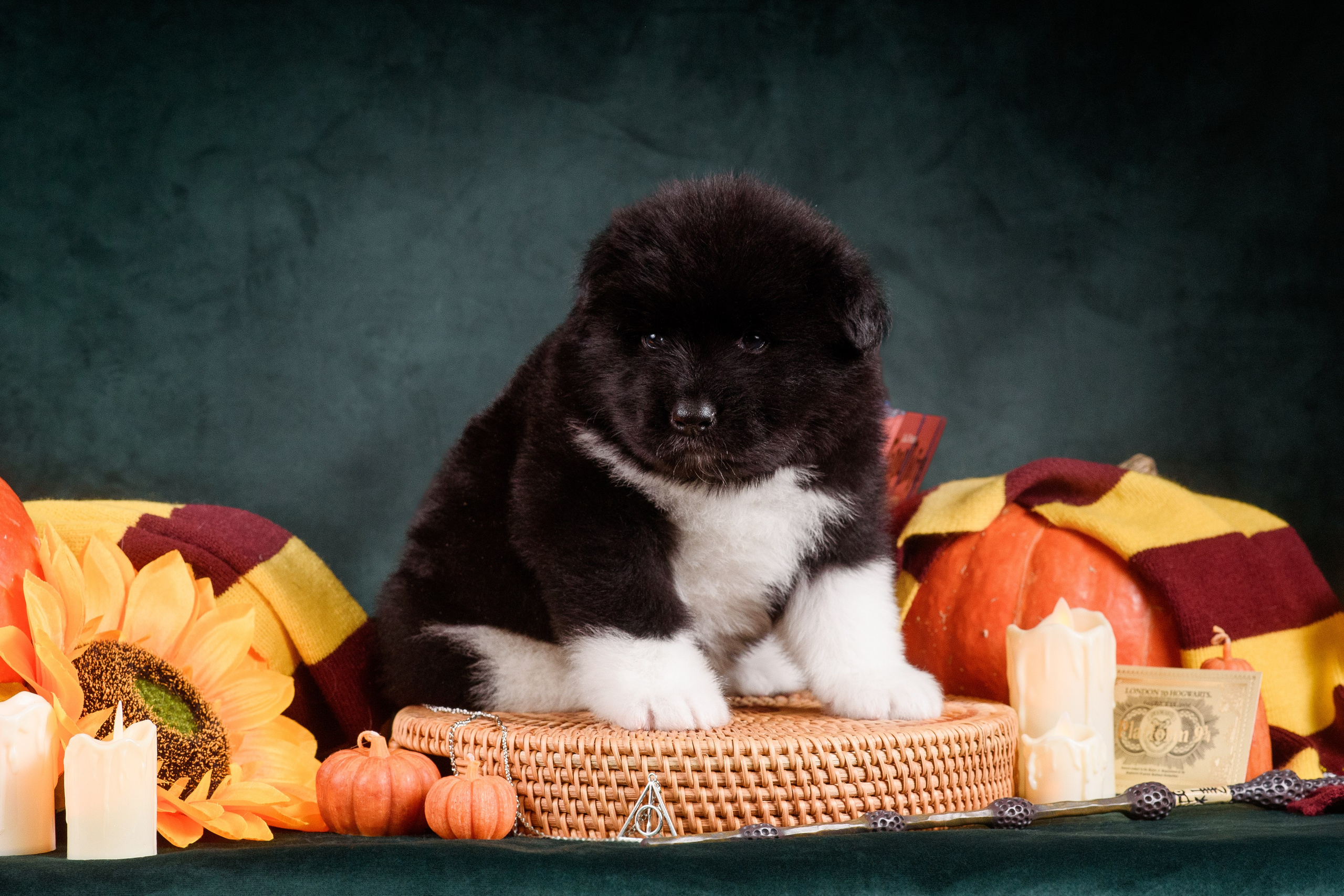 Щенки Американской Акиты — 04.11.2024. Фотограф — Анималист | Анна Абрамова