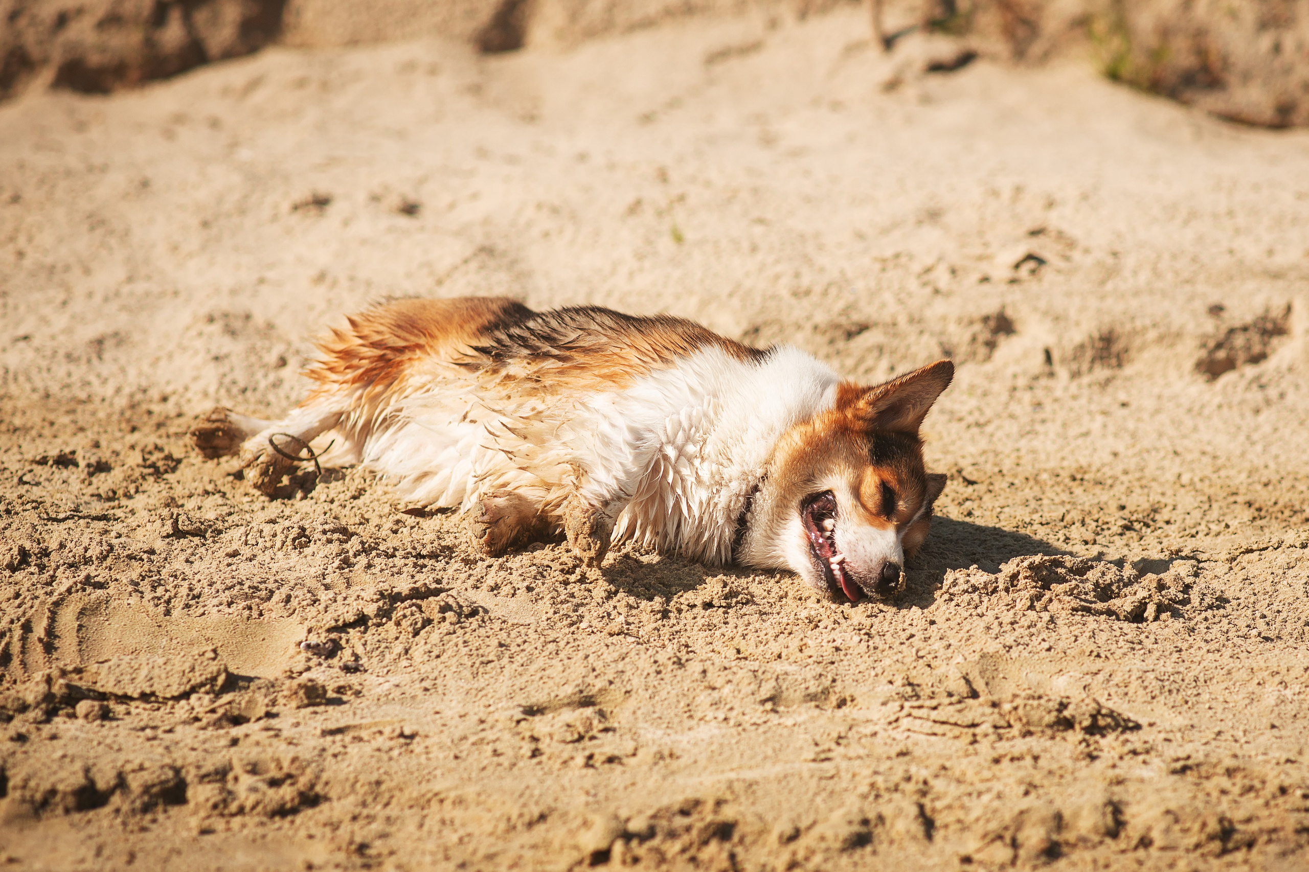 Майк и Лея — 29.08.2024. Фотограф — Анималист | Анна Абрамова