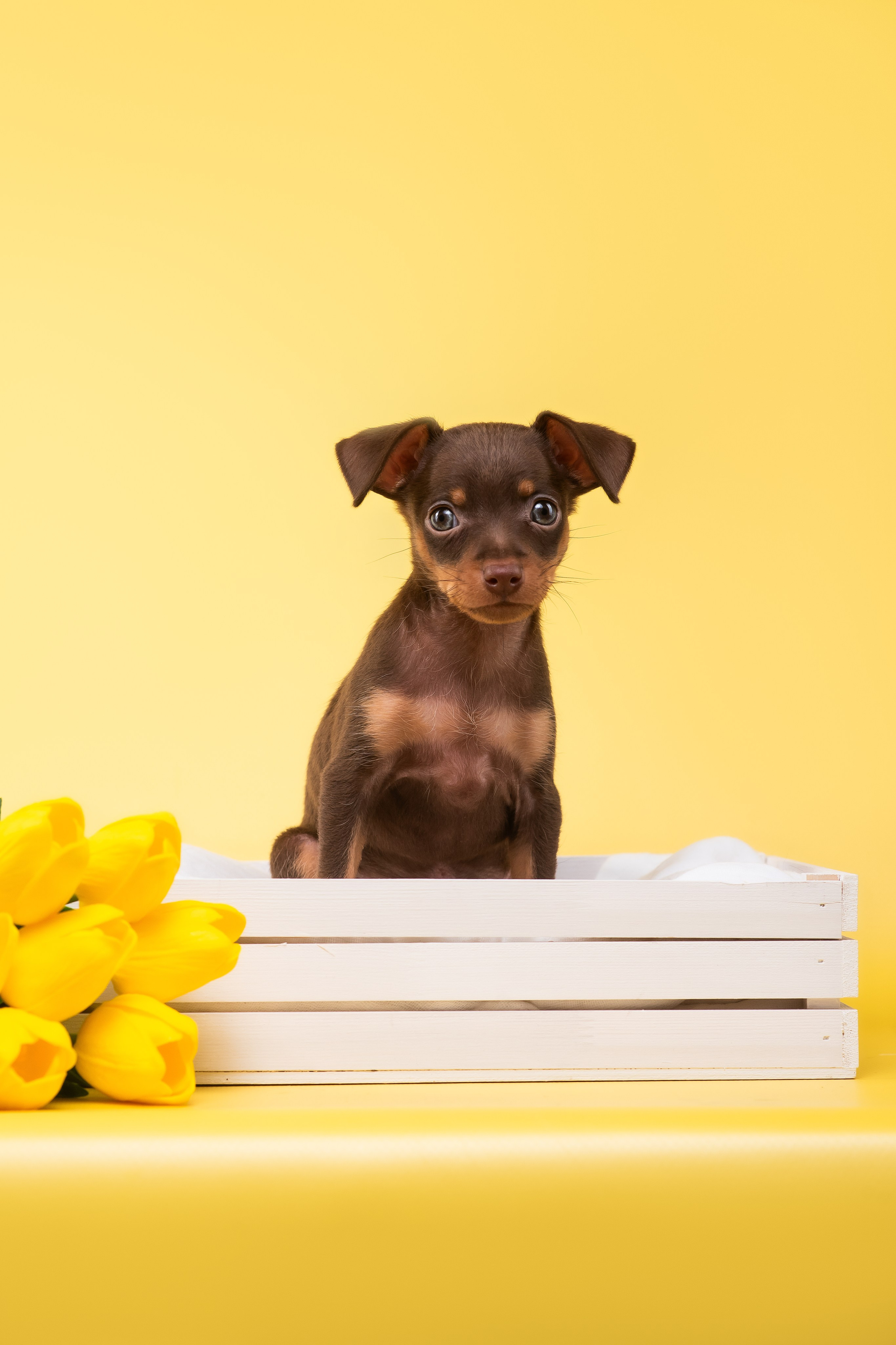 Пражские крысарики — 02.04.2025. Фотограф — Анималист | Анна Абрамова