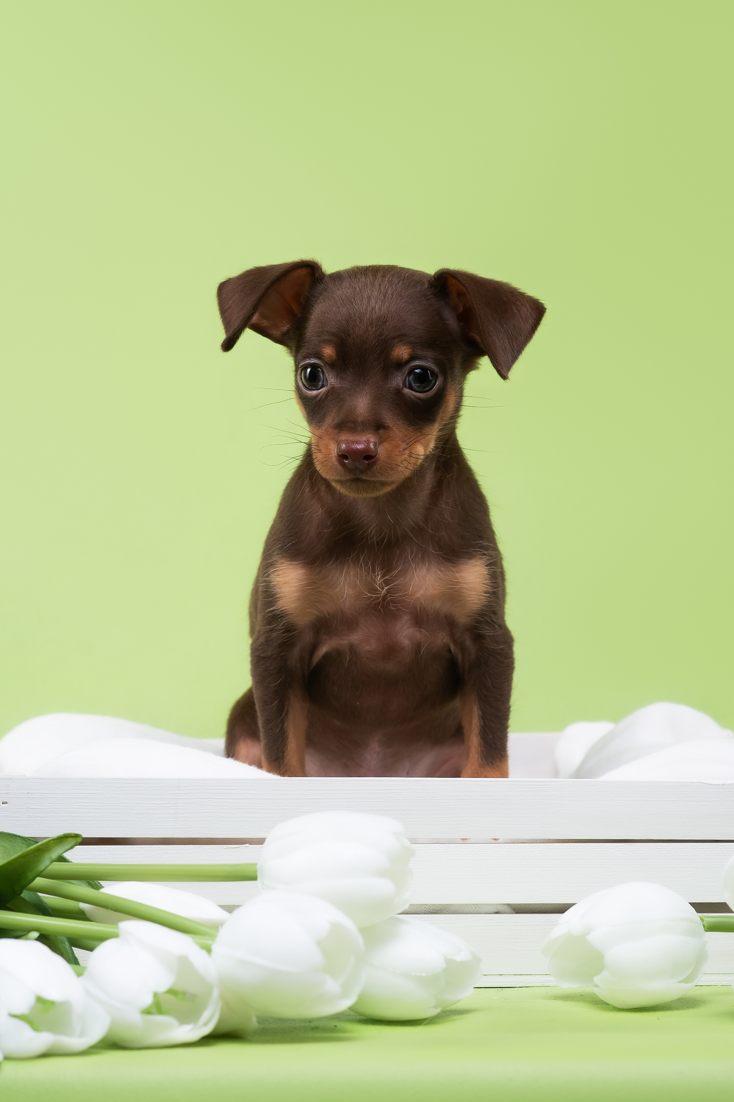 Пражские крысарики — 02.04.2025. Фотограф — Анималист | Анна Абрамова