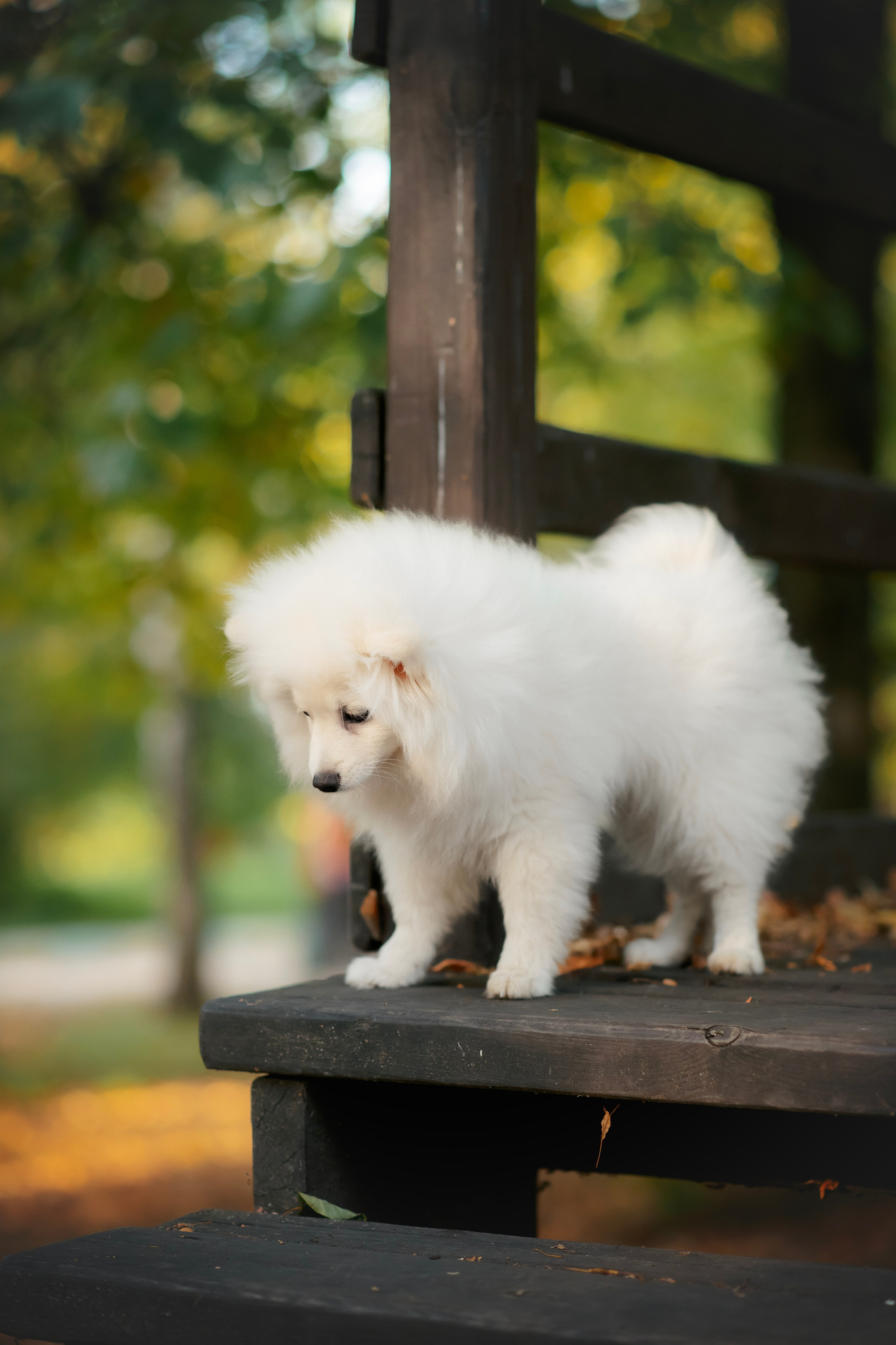 Малый немецкий шпиц — 18.09.2025. Фотограф — Анималист | Анна Абрамова