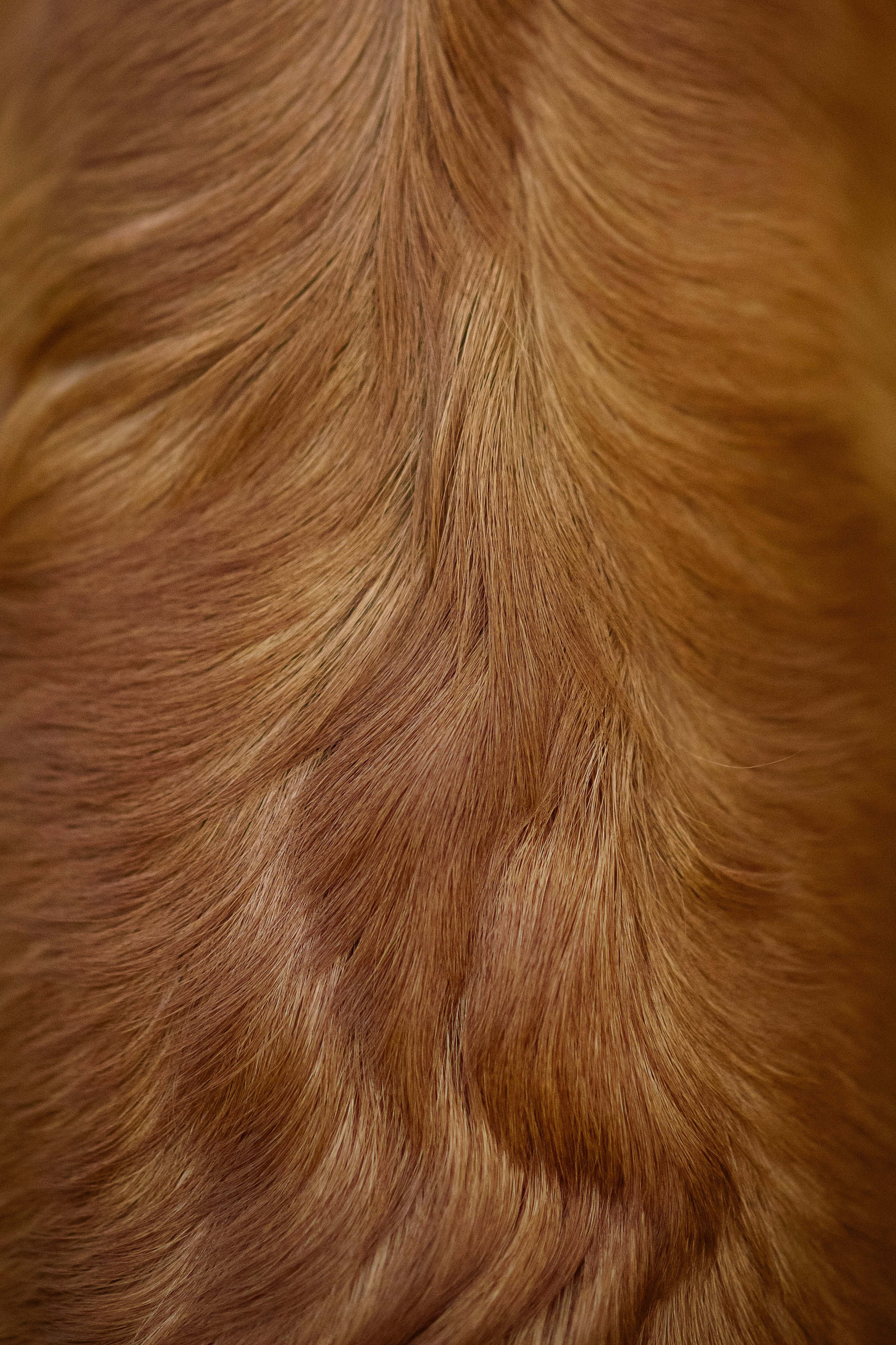 Степа, Йоки и Мята — 29.05.2024. Фотограф — Анималист | Анна Абрамова