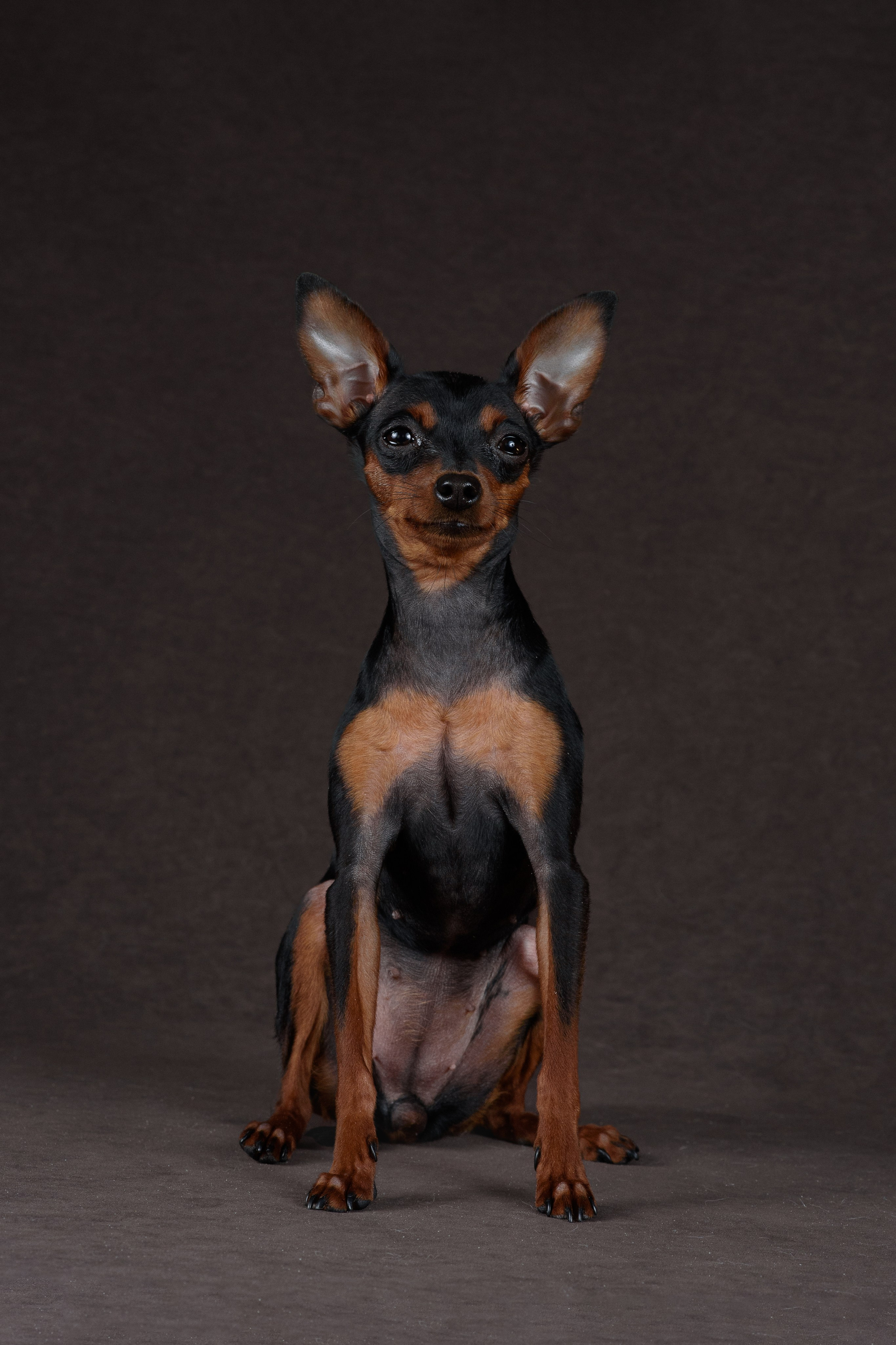 Пражский крысарик Лия — 15.03.2024. Фотограф — Анималист | Анна Абрамова