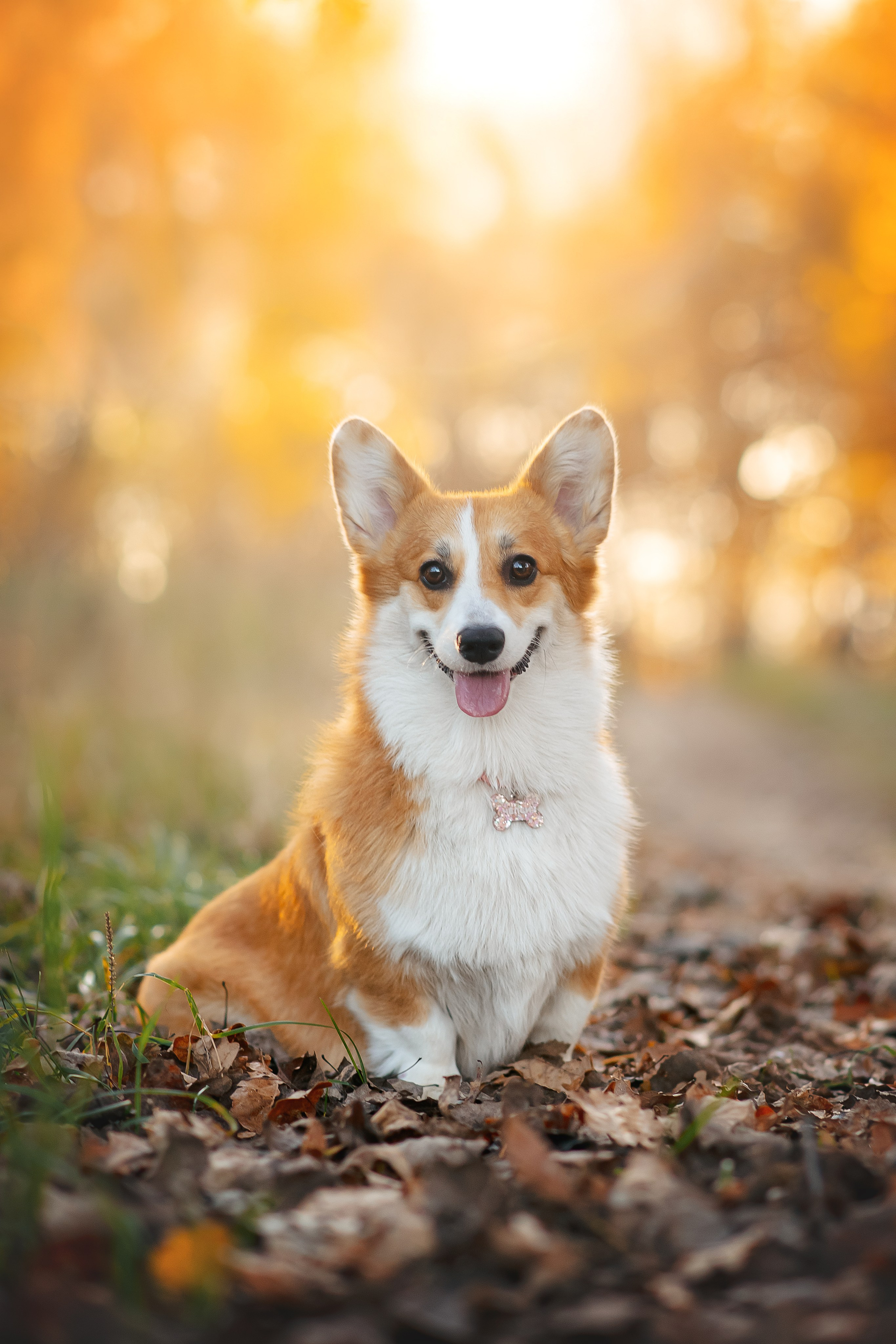 Максим, Аня и Челси — 19.10.2024. Фотограф — Анималист | Анна Абрамова