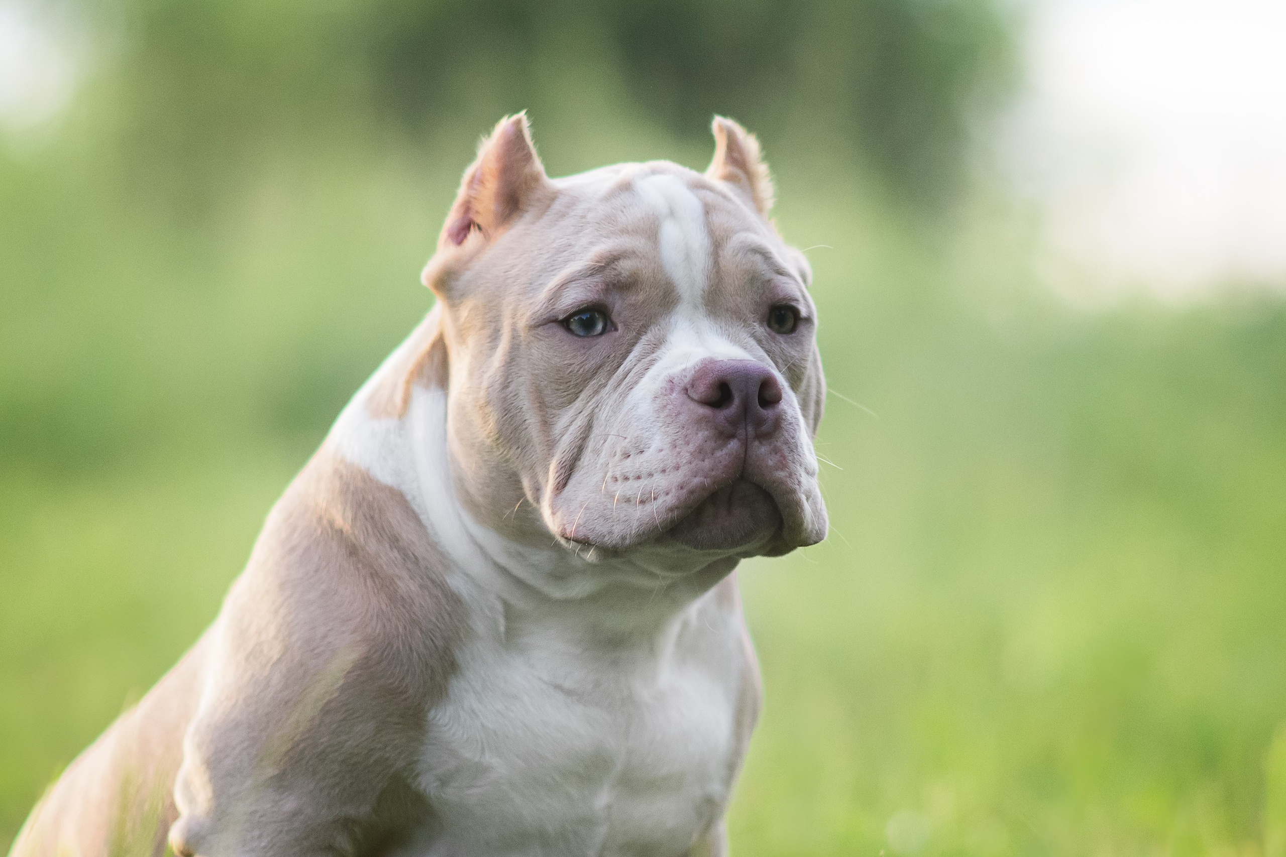 Щенки Американского Булли — 15.06.2024. Фотограф — Анималист | Анна Абрамова