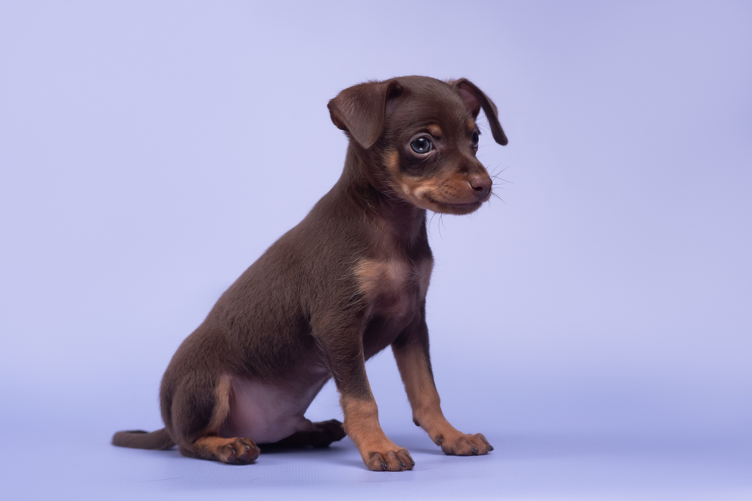 Пражские крысарики — 02.04.2025. Фотограф — Анималист | Анна Абрамова