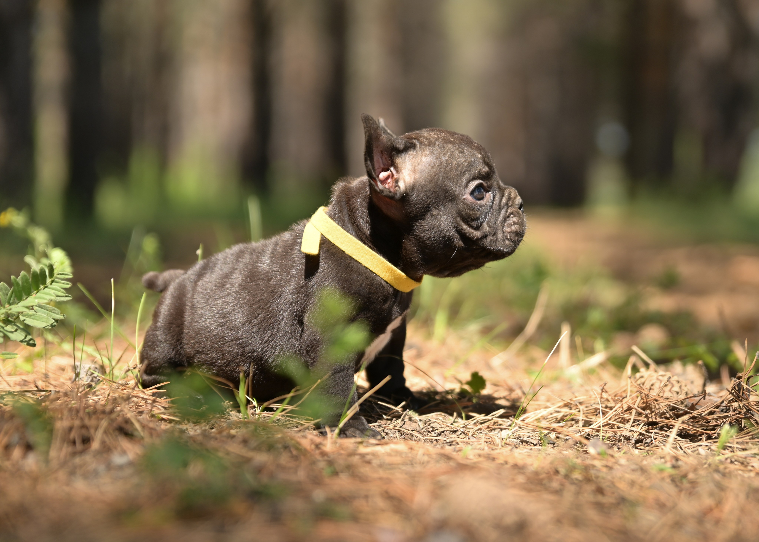 Свободные щенки Американский Булли в Иркутске. Питомник собак Иркутск