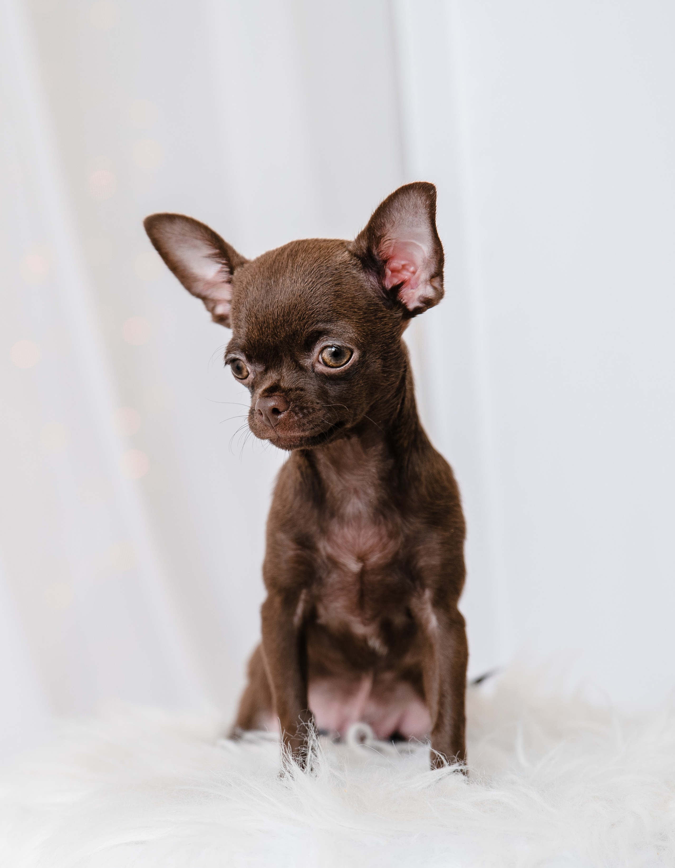 Чихуа Ахуа студия. Главная