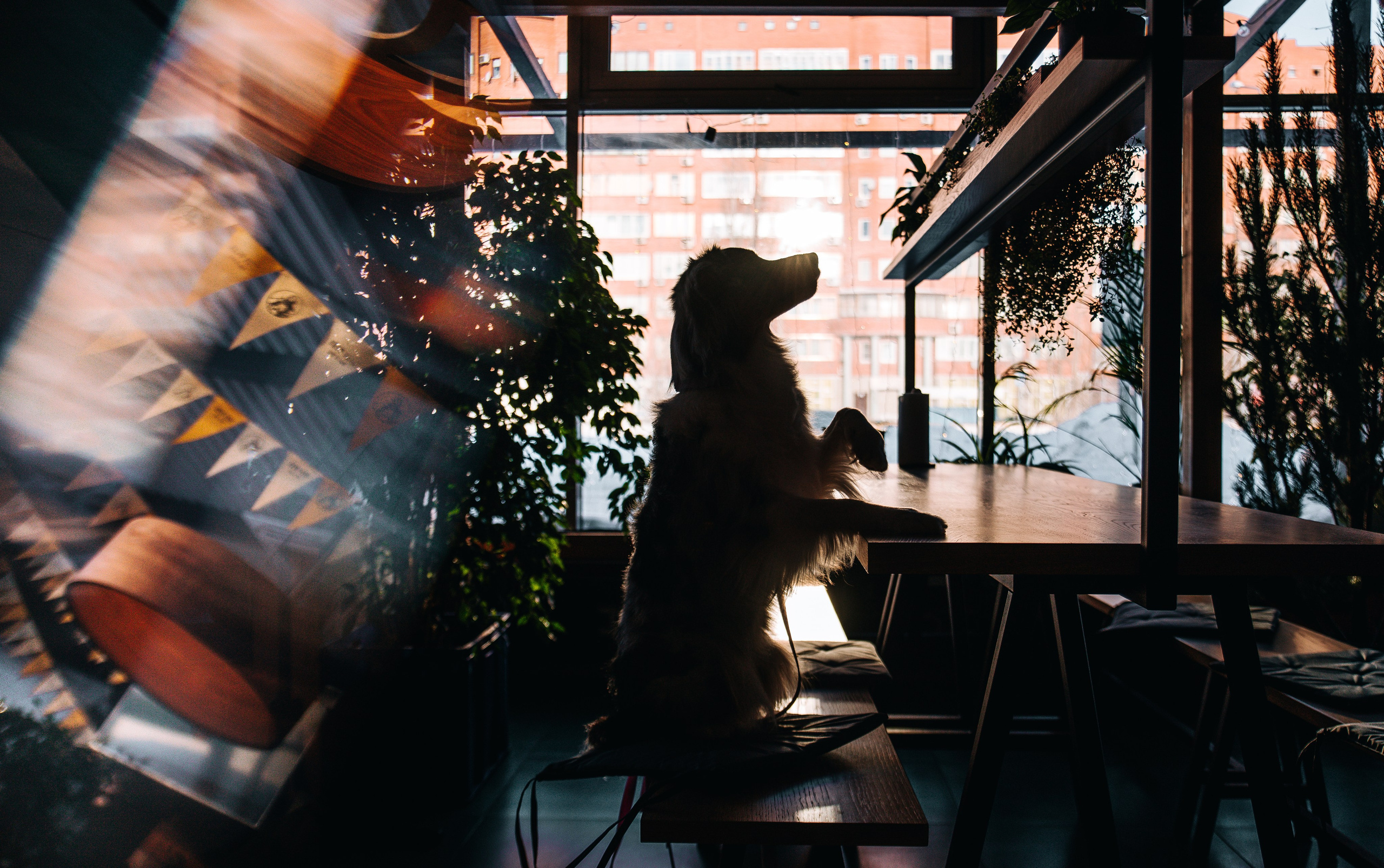 Лиза и Харли в кафе. Главная