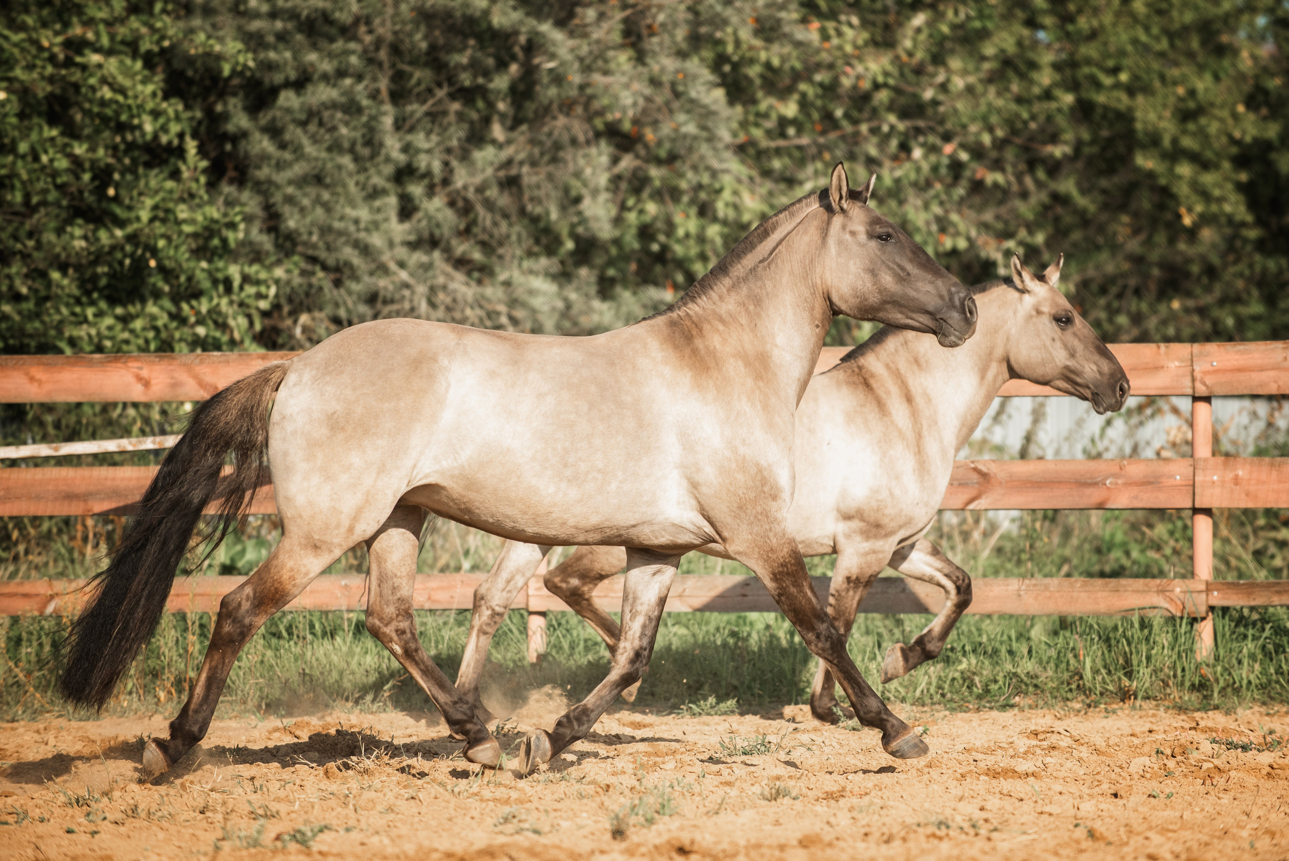 Катя SedlaMSK и Кася с Габи. Конный фотограф Куракина Дарья • Фотосессии с лошадьми