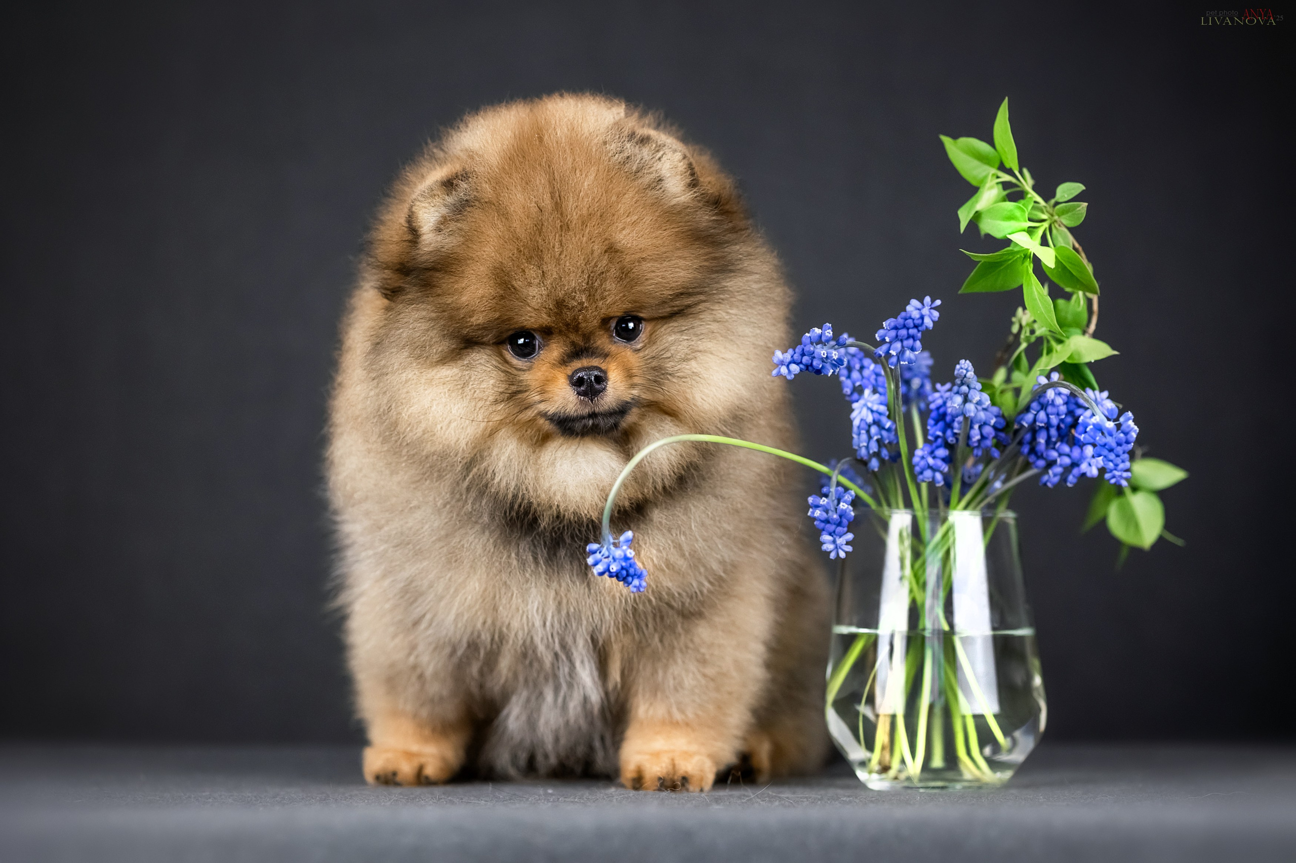 Шпицы. Фотограф анималист Аня Ливанова | Рыбинск