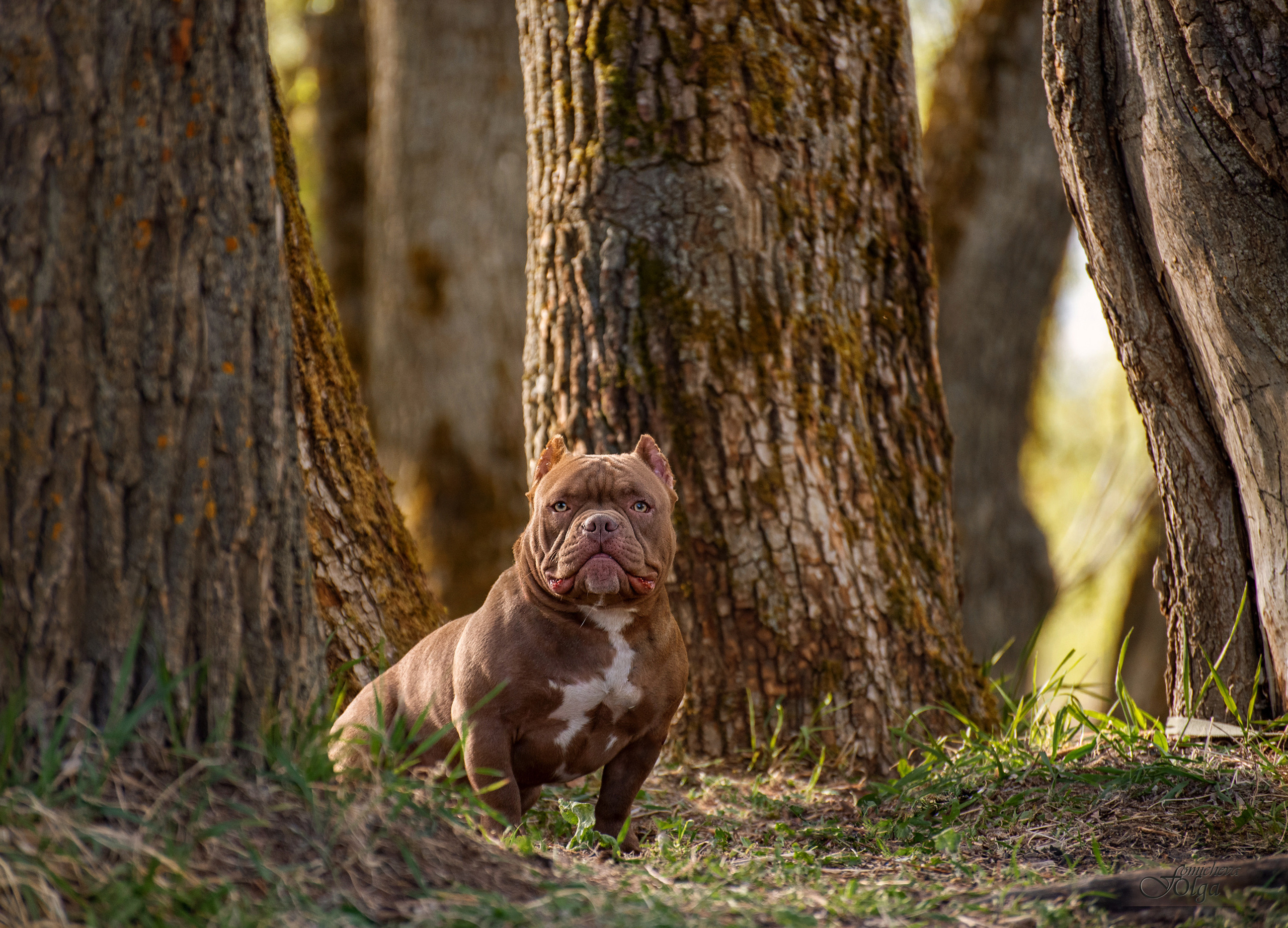ФОТО СОБАК НА ПРИРОДЕ, В ГОРОДЕ, НА ВЫСТАВКЕ. Фотограф-анималист Ольга Фомичева