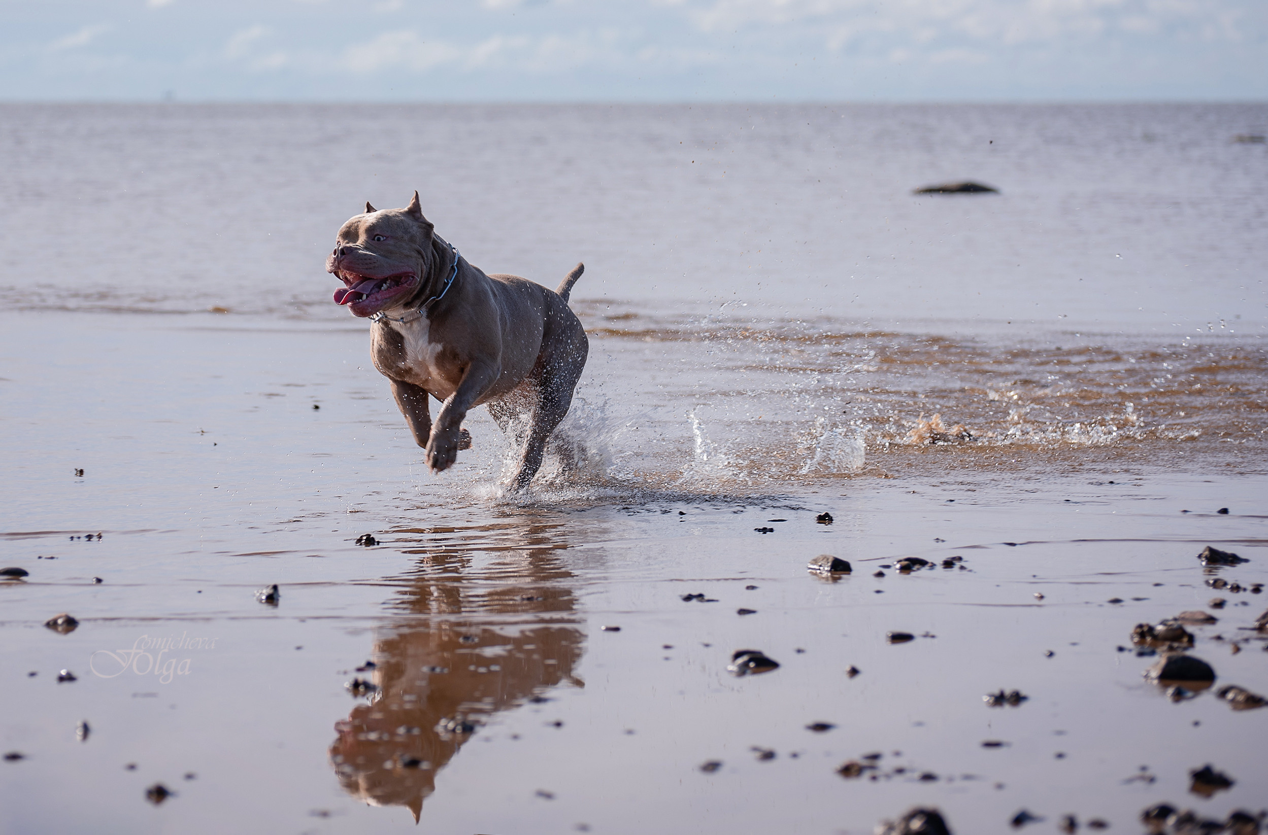 ФОТО СОБАК НА ПРИРОДЕ, В ГОРОДЕ, НА ВЫСТАВКЕ. Фотограф-анималист Ольга Фомичева