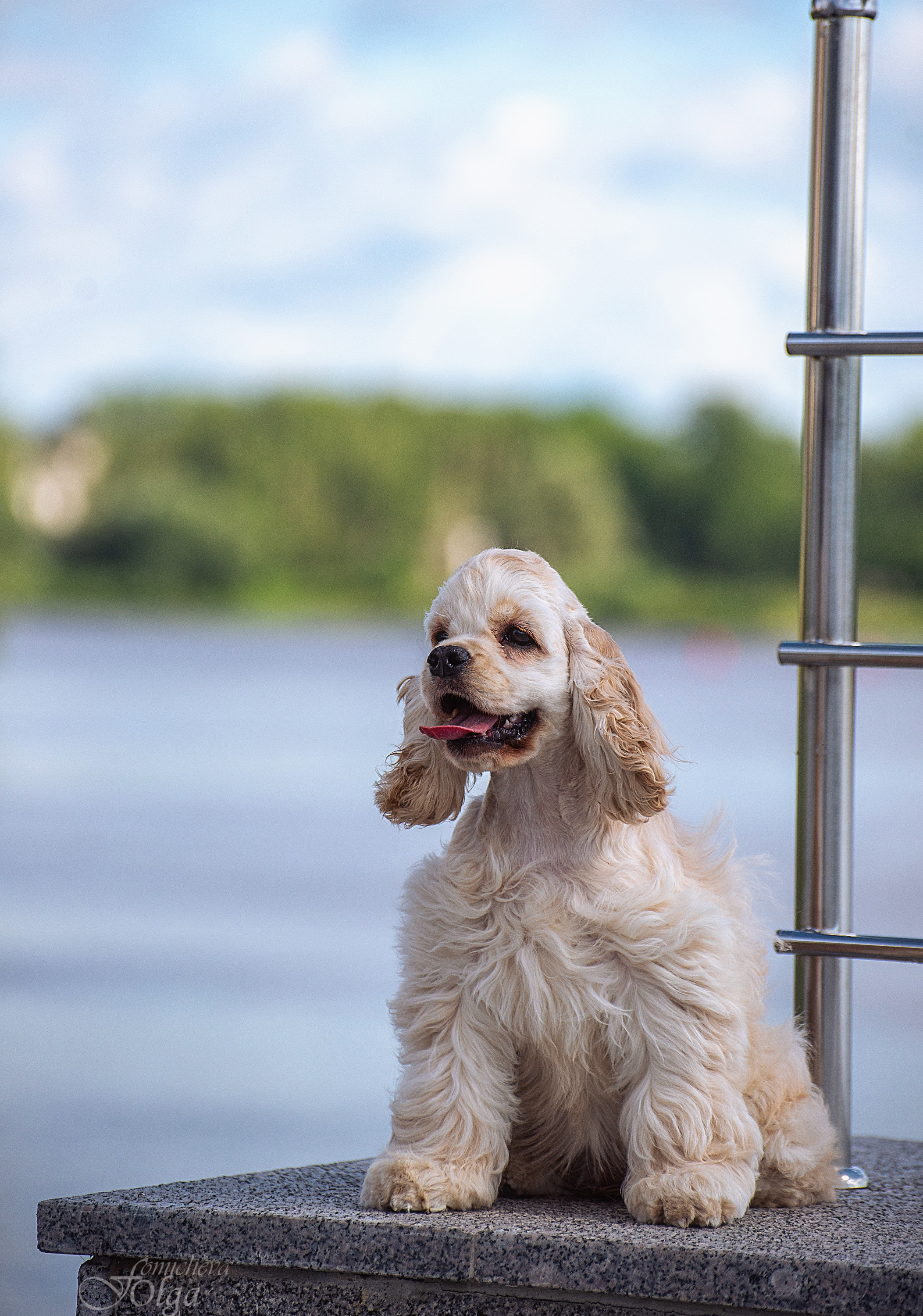 ФОТО СОБАК НА ПРИРОДЕ, В ГОРОДЕ, НА ВЫСТАВКЕ. Фотограф-анималист Ольга Фомичева