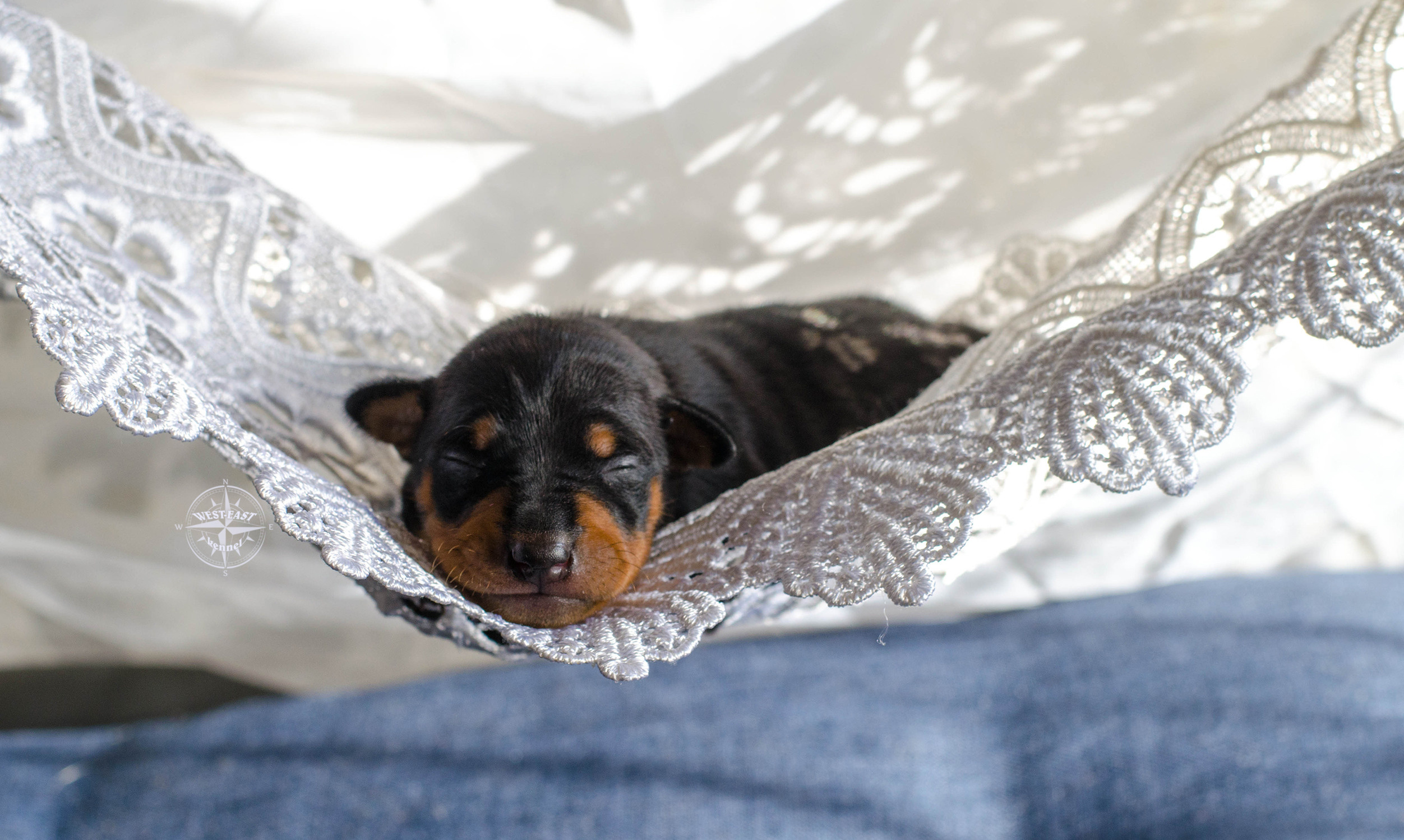 ФОТОСЪЕМКА ЩЕНКОВ И КОТЯТ. Фотограф-анималист Ольга Фомичева