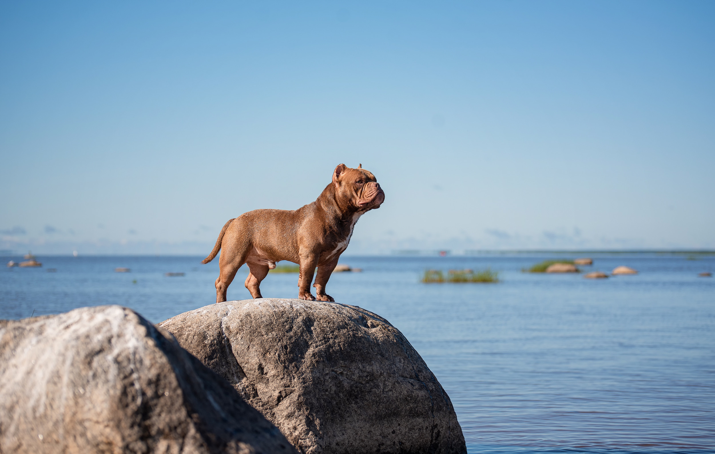 ФОТО СОБАК НА ПРИРОДЕ, В ГОРОДЕ, НА ВЫСТАВКЕ. Фотограф-анималист Ольга Фомичева