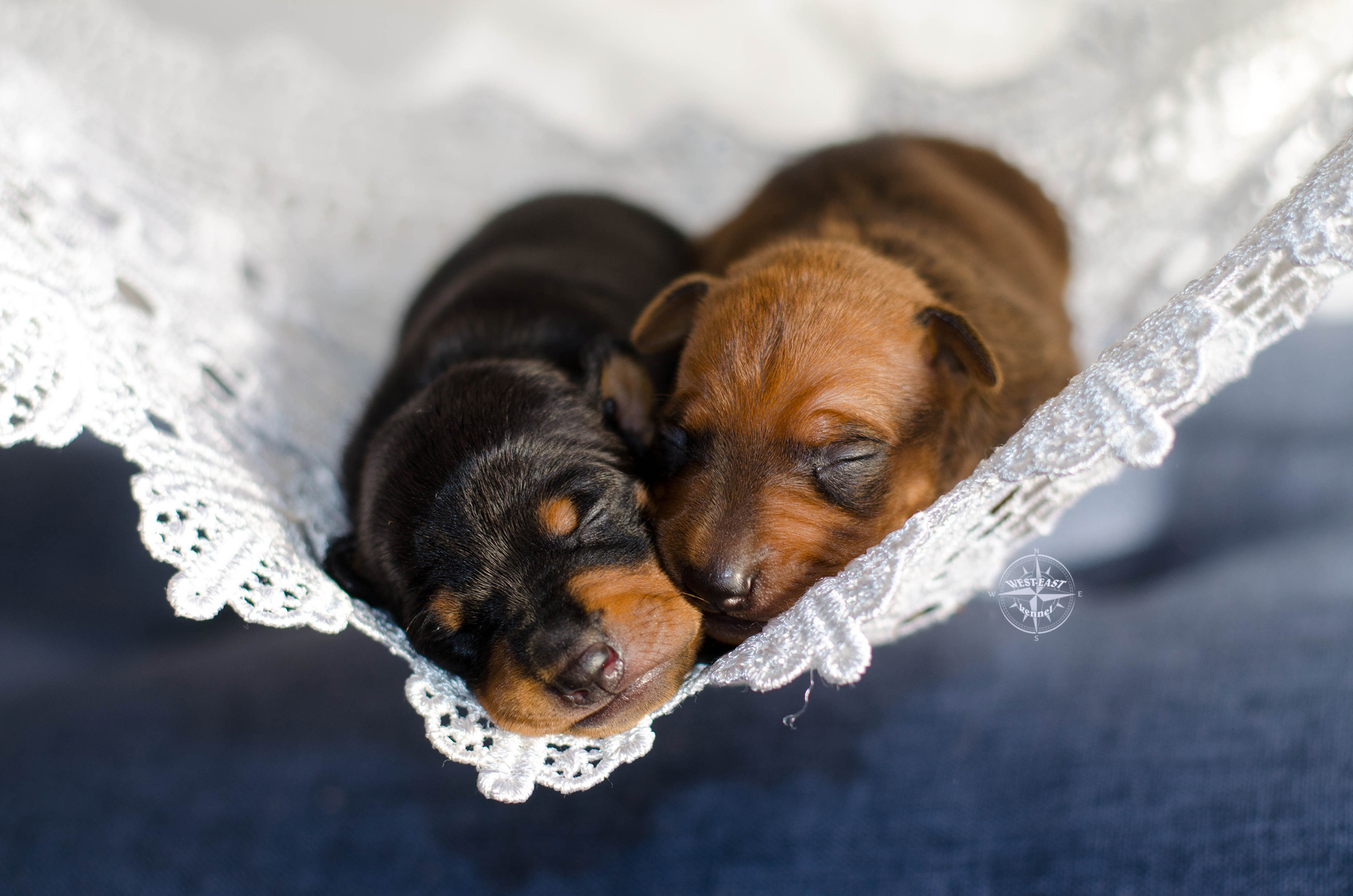 ФОТОСЪЕМКА ЩЕНКОВ И КОТЯТ. Фотограф-анималист Ольга Фомичева