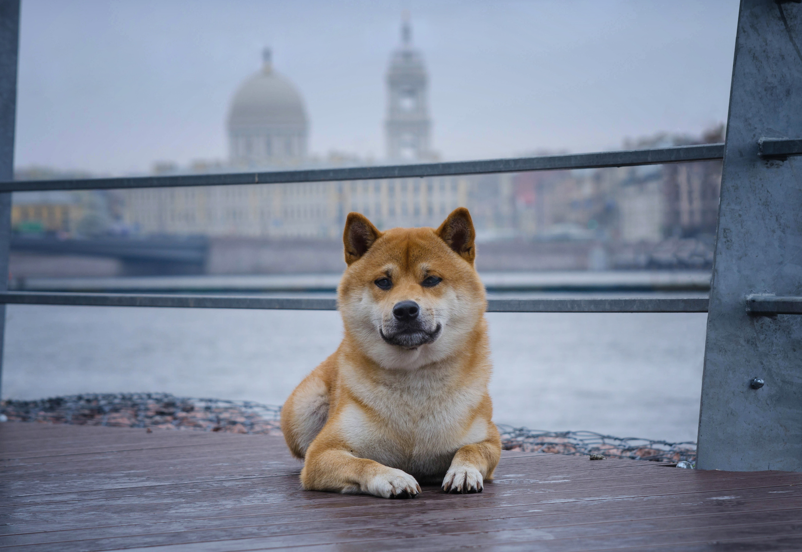 ФОТО СОБАК НА ПРИРОДЕ, В ГОРОДЕ, НА ВЫСТАВКЕ. Фотограф-анималист Ольга Фомичева