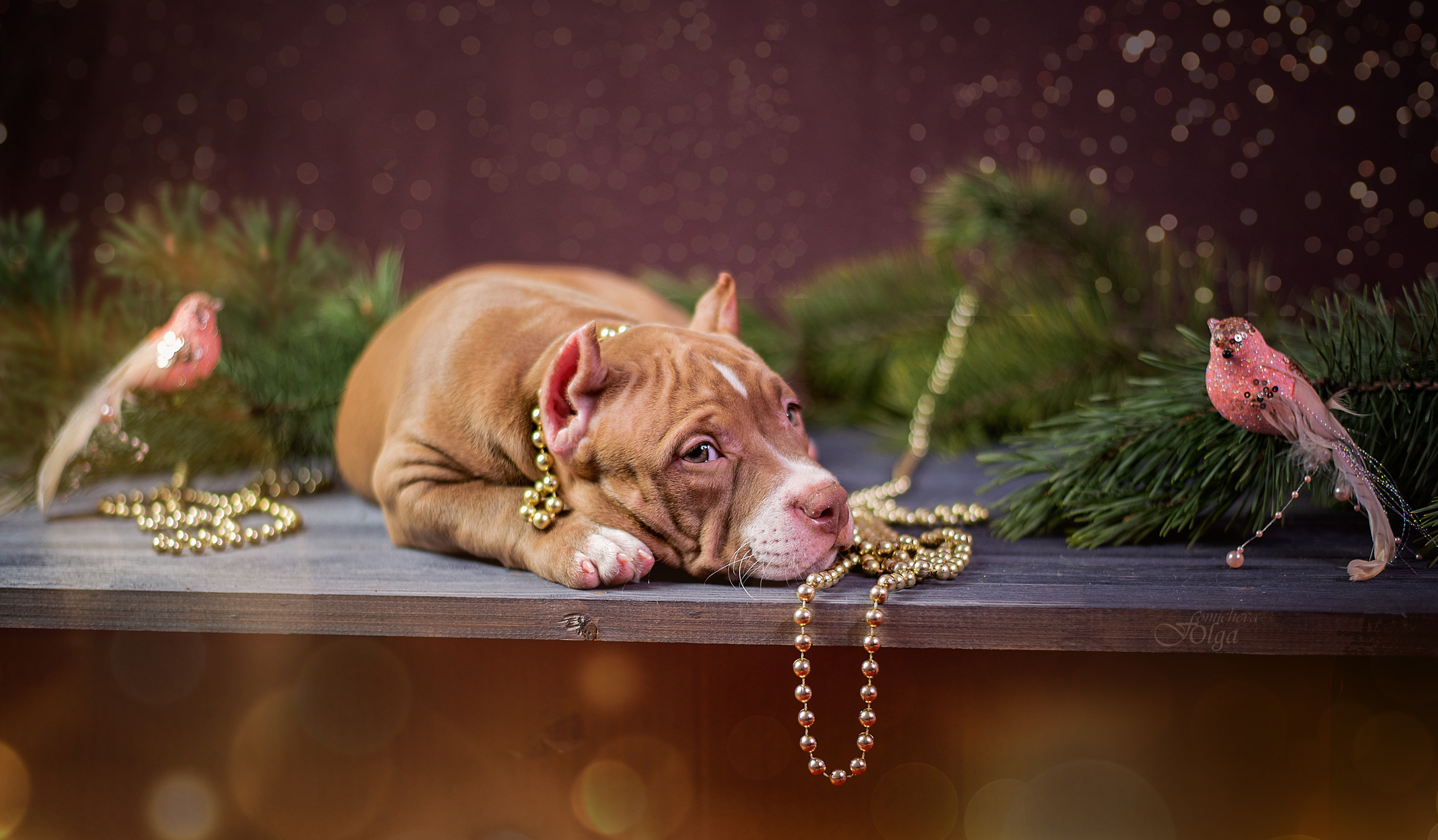 ФОТОСЪЕМКА ЩЕНКОВ И КОТЯТ. Фотограф-анималист Ольга Фомичева