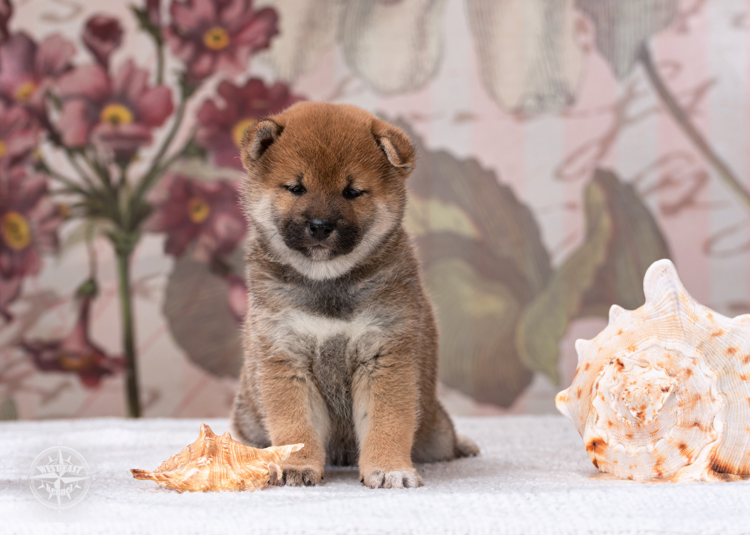 ФОТОСЪЕМКА ЩЕНКОВ И КОТЯТ. Фотограф-анималист Ольга Фомичева