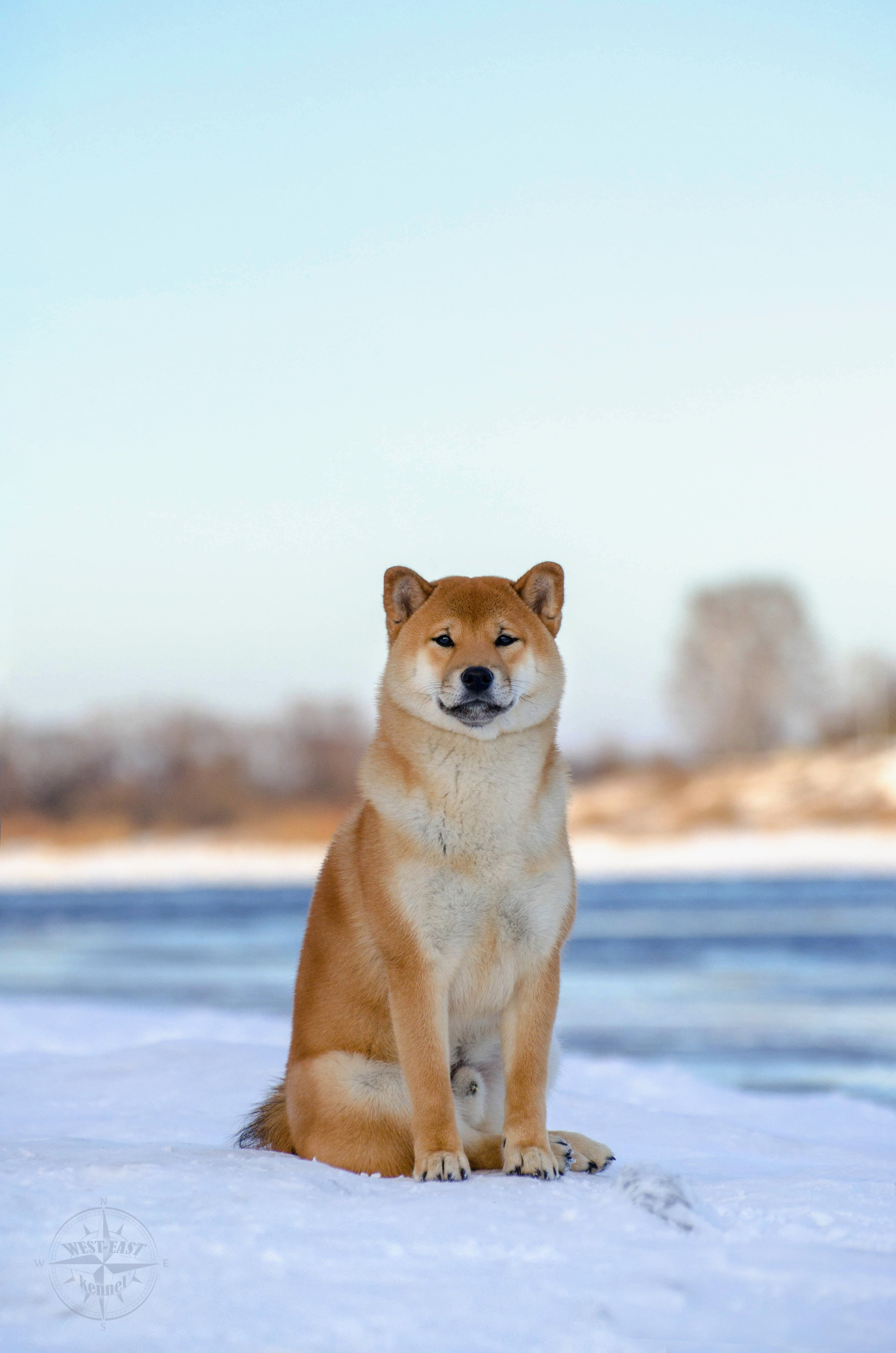ФОТО СОБАК НА ПРИРОДЕ, В ГОРОДЕ, НА ВЫСТАВКЕ. Фотограф-анималист Ольга Фомичева