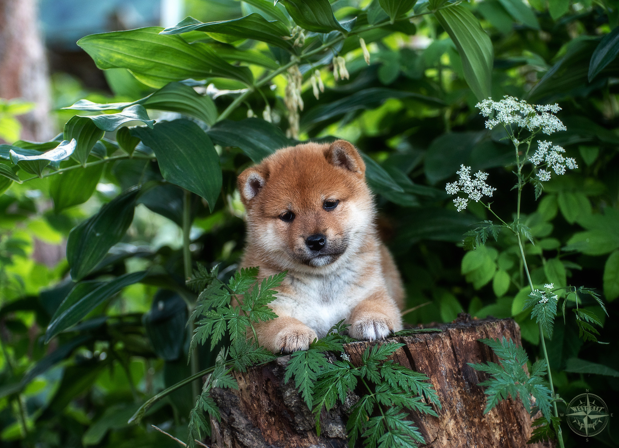 ФОТОСЪЕМКА ЩЕНКОВ И КОТЯТ. Фотограф-анималист Ольга Фомичева