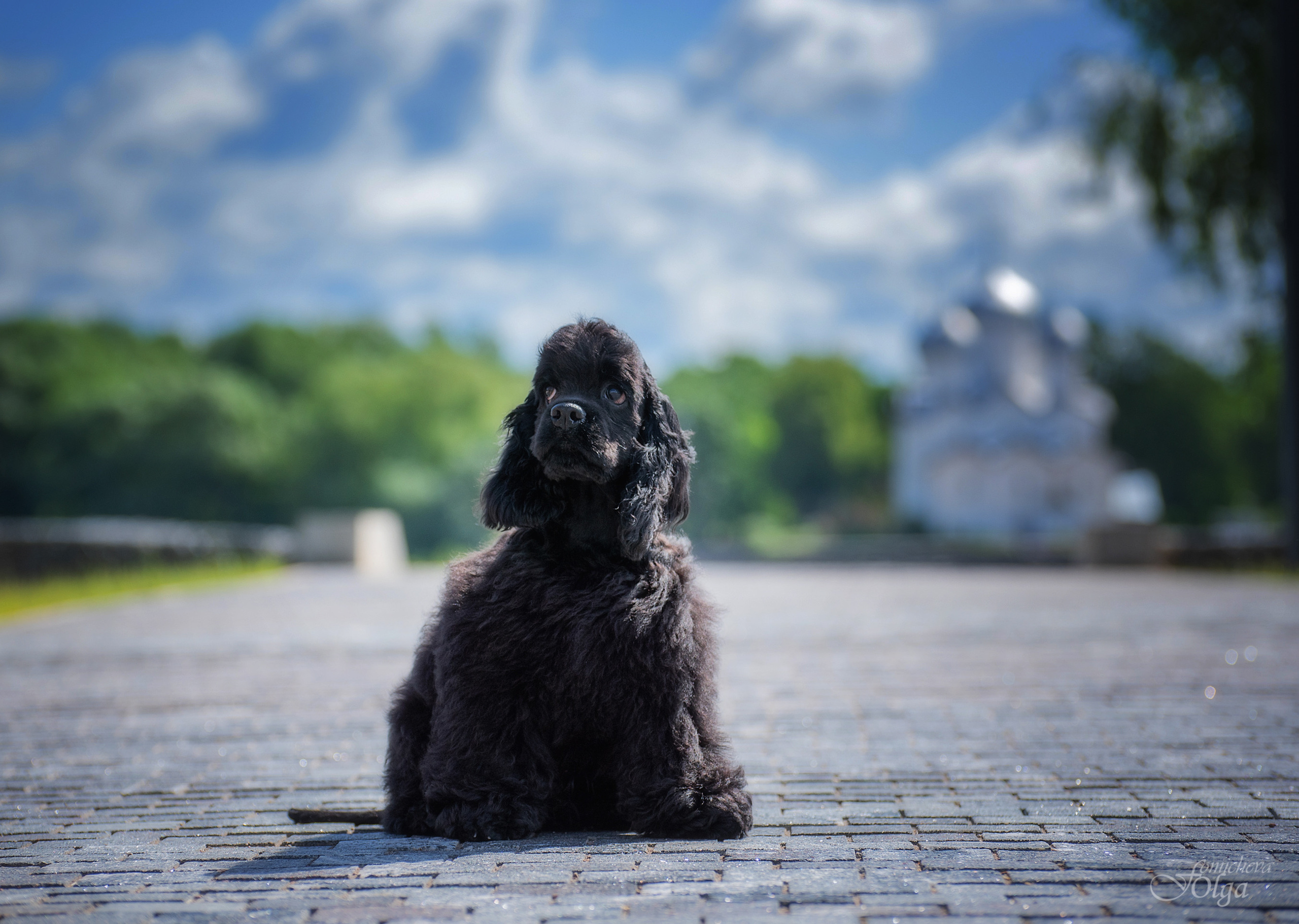 ФОТО СОБАК НА ПРИРОДЕ, В ГОРОДЕ, НА ВЫСТАВКЕ. Фотограф-анималист Ольга Фомичева