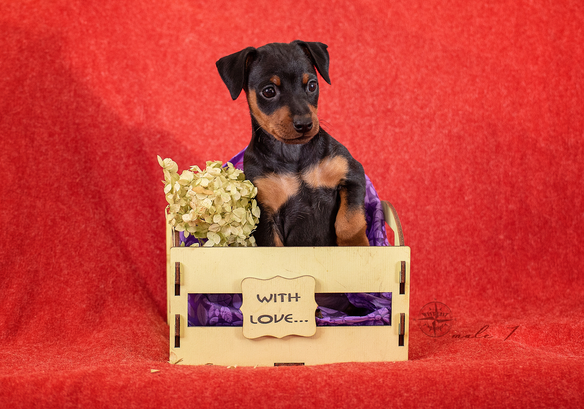 ФОТОСЪЕМКА ЩЕНКОВ И КОТЯТ. Фотограф-анималист Ольга Фомичева